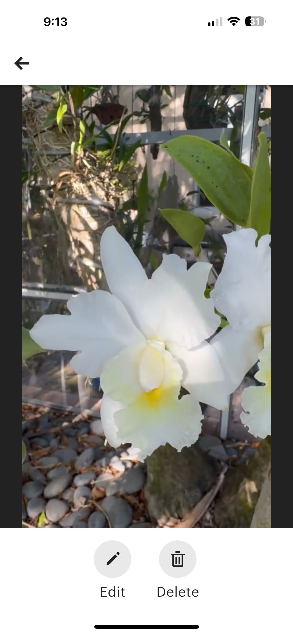 Orchid Handmade Earrings Cattleya : White Hybrid Petite - Orchidique