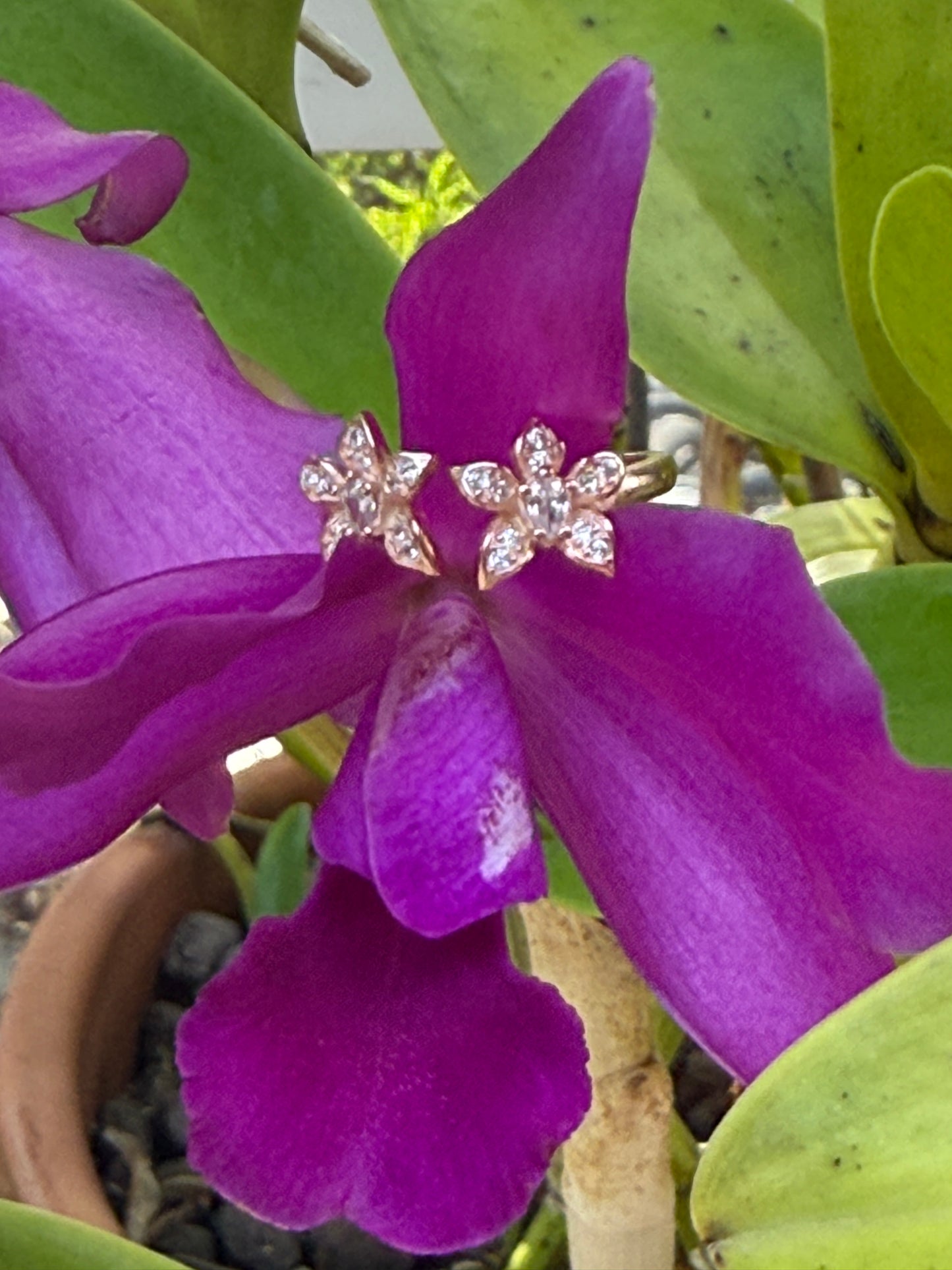 La Brillosa Collection: Double Cattleya Orchid Ring