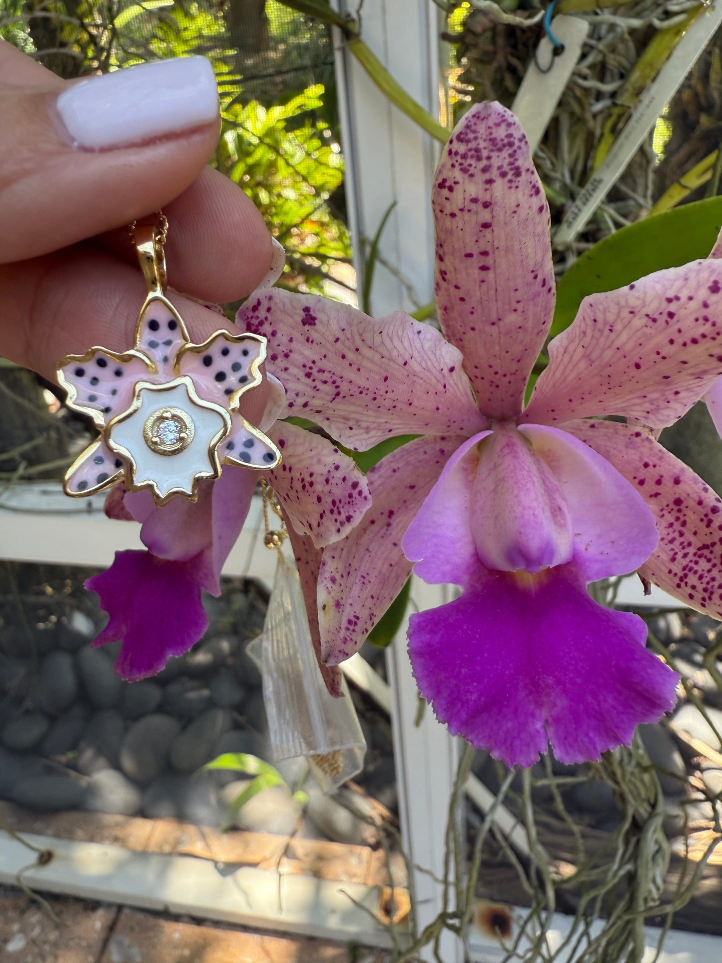 Rhyncholaeliocattleya (RLC) Collection: Cattleya Summer Spot Orchid Set