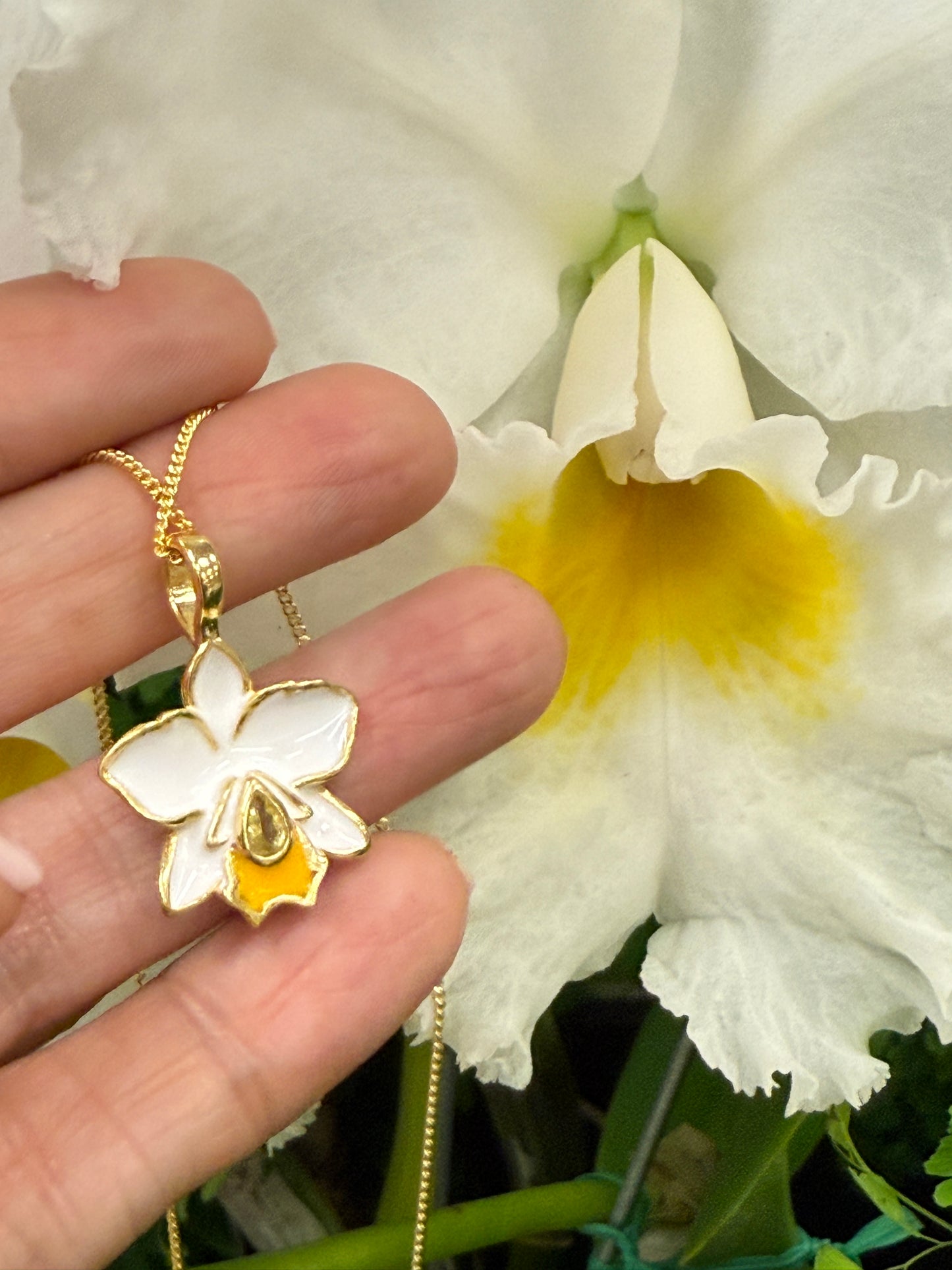 The Hawaiian Collection: Brassolaeliocattleya Orchid Earrings • White Orchid Earrings