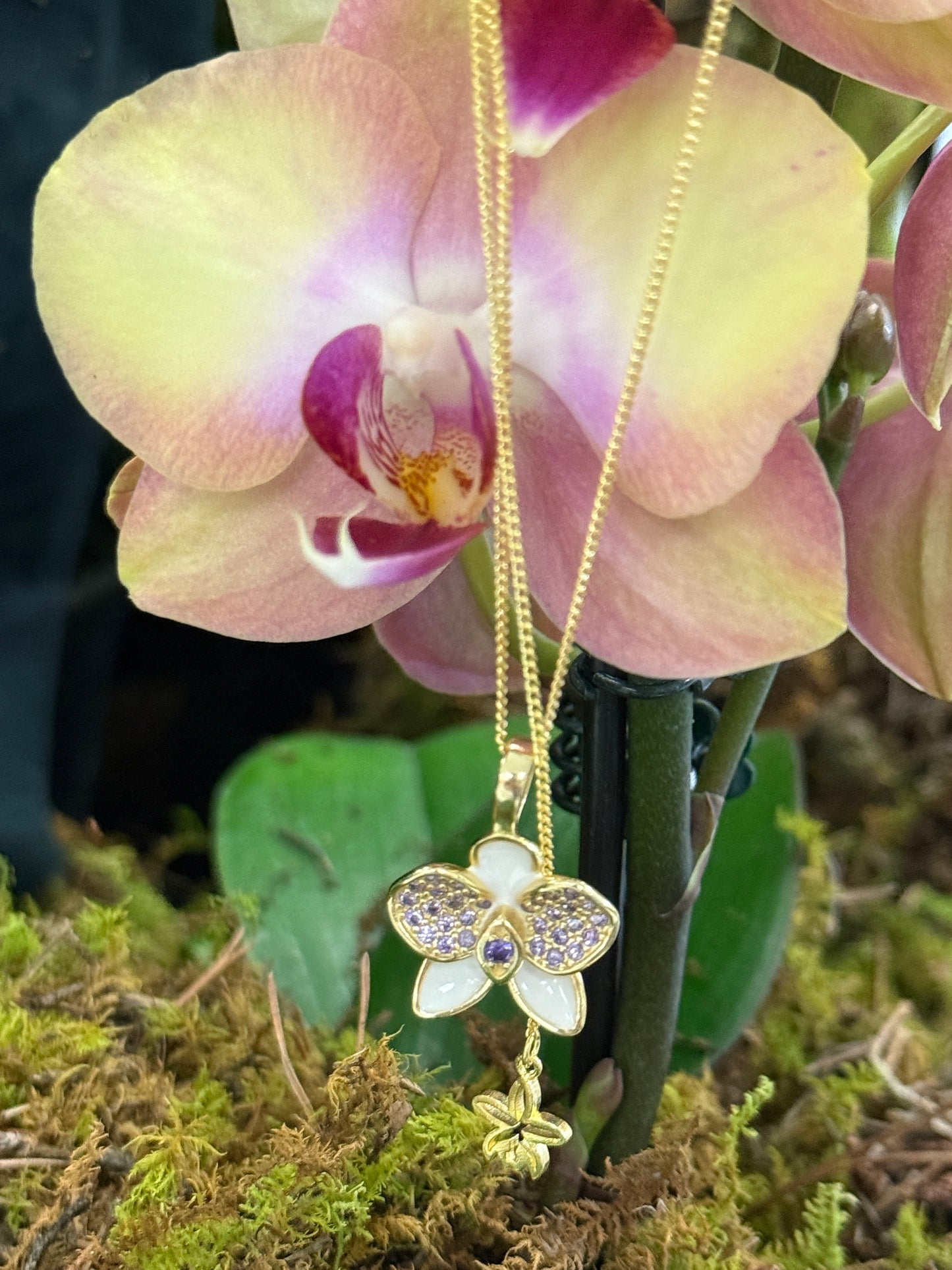 Whispers Glow Collection : White Phalaenopsis Orchid Set