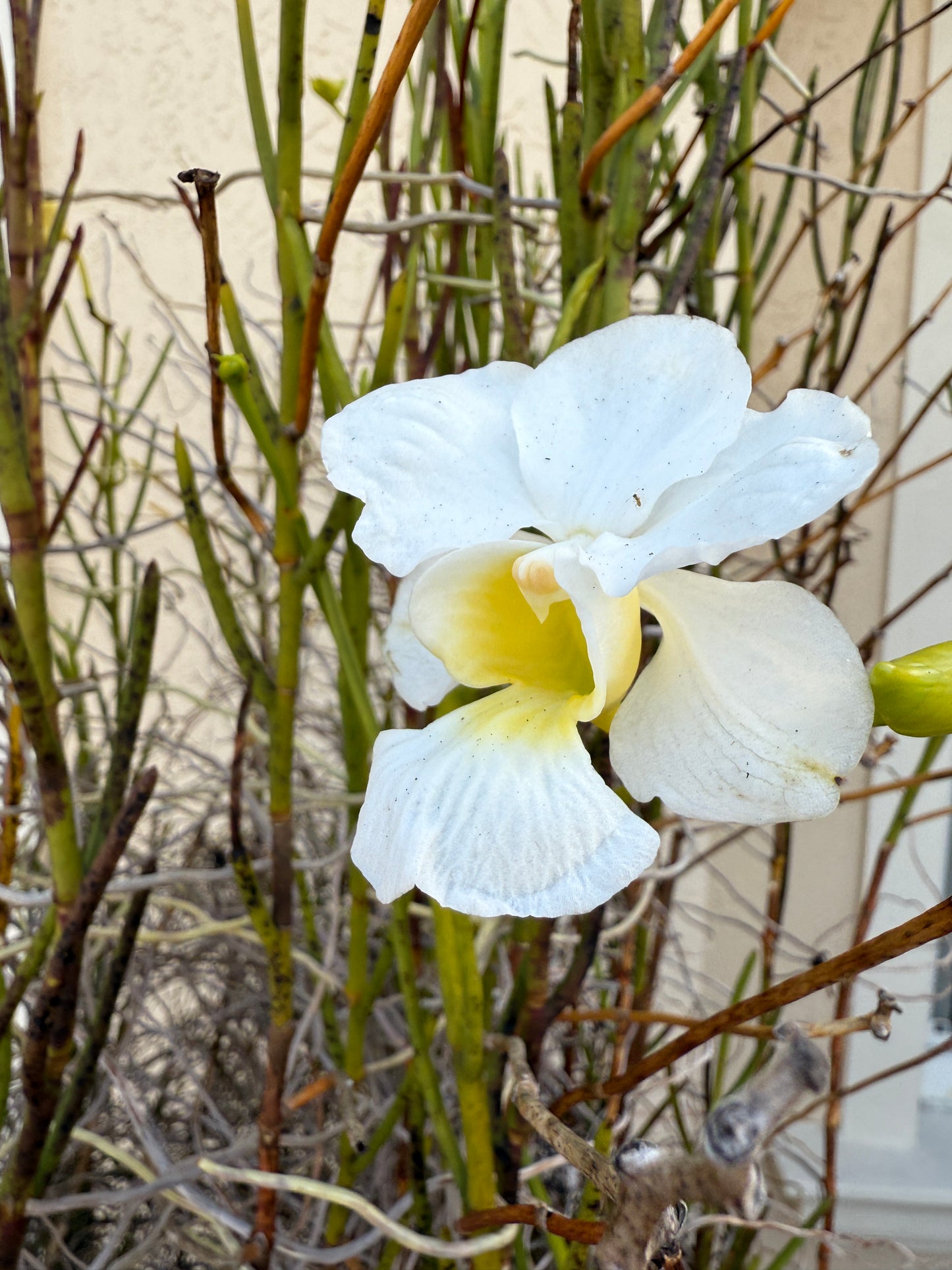 Vanda White Joaquim Orchid- Inspired Earrings - Orchidique