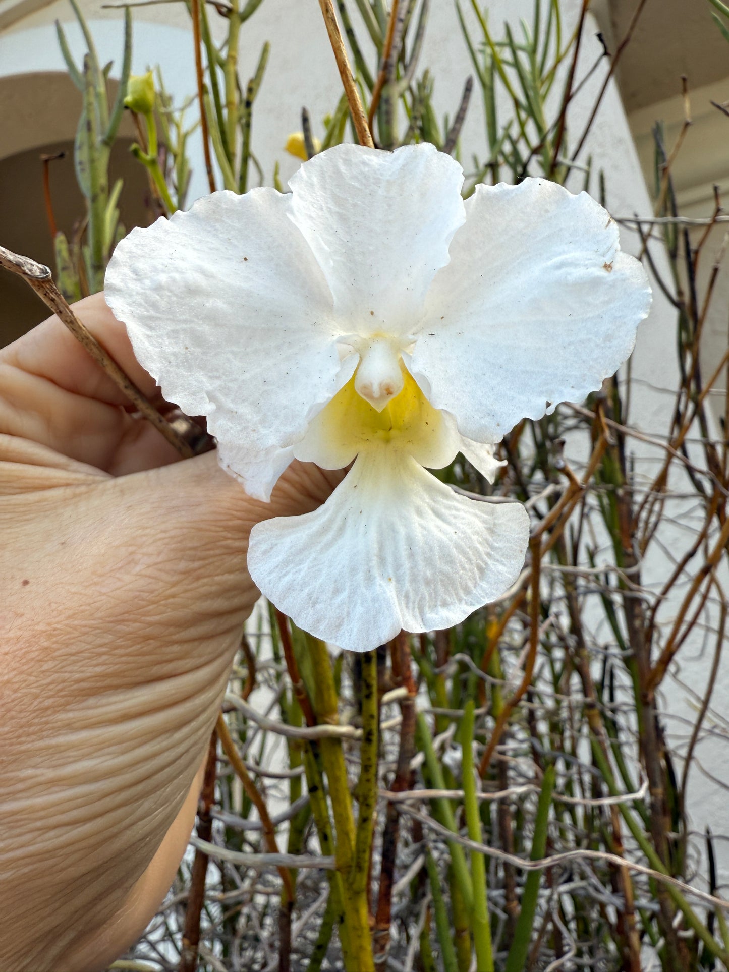 Vanda Joaquim-inspired Orchid Flower Enamel Pin