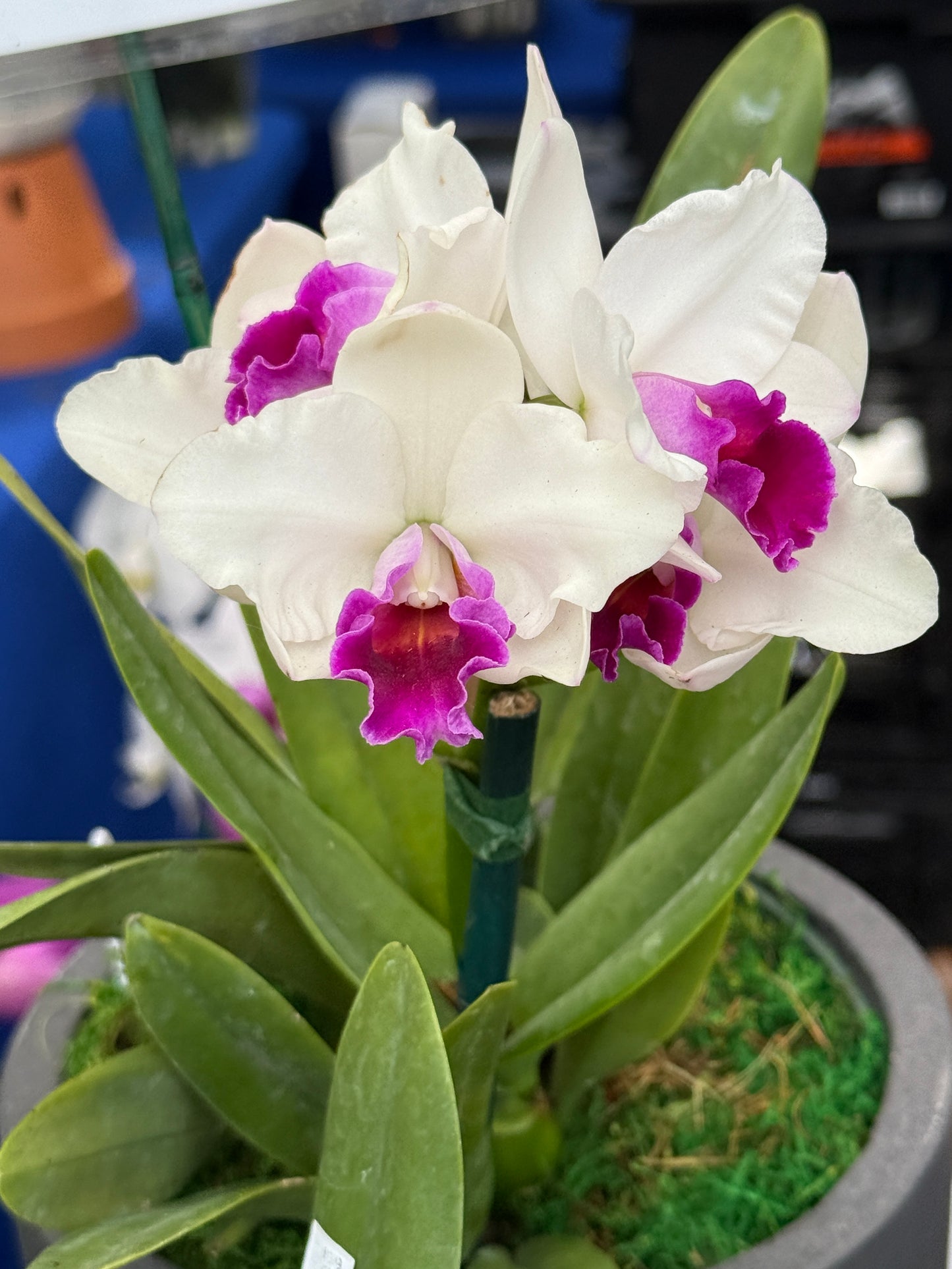 La Colombiana Collection: White & Pink Cattleya Trianae Orchid Jewelry Set