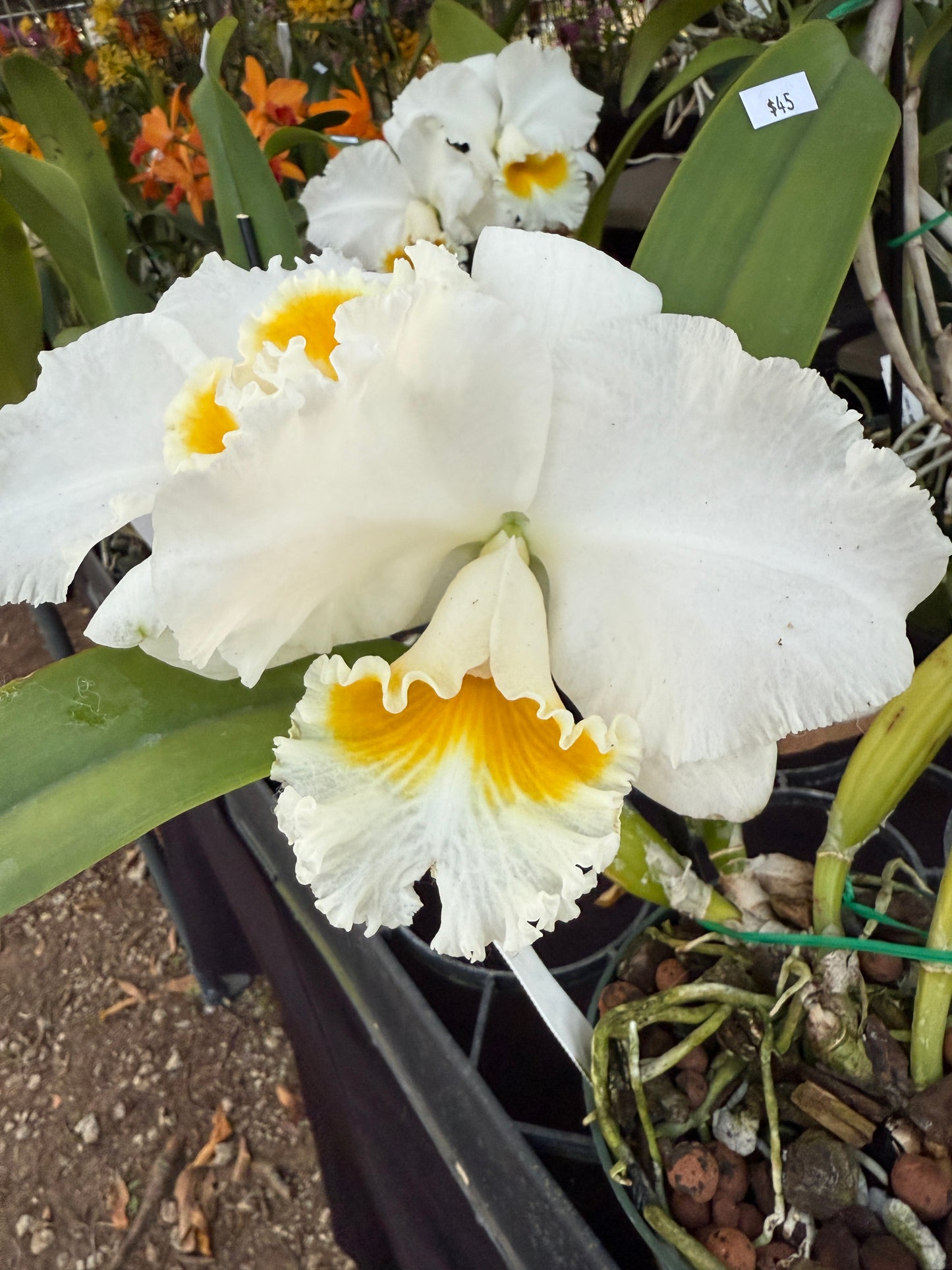 The Hawaiian Collection: Brassolaeliocattleya • White Orchid Jewelry