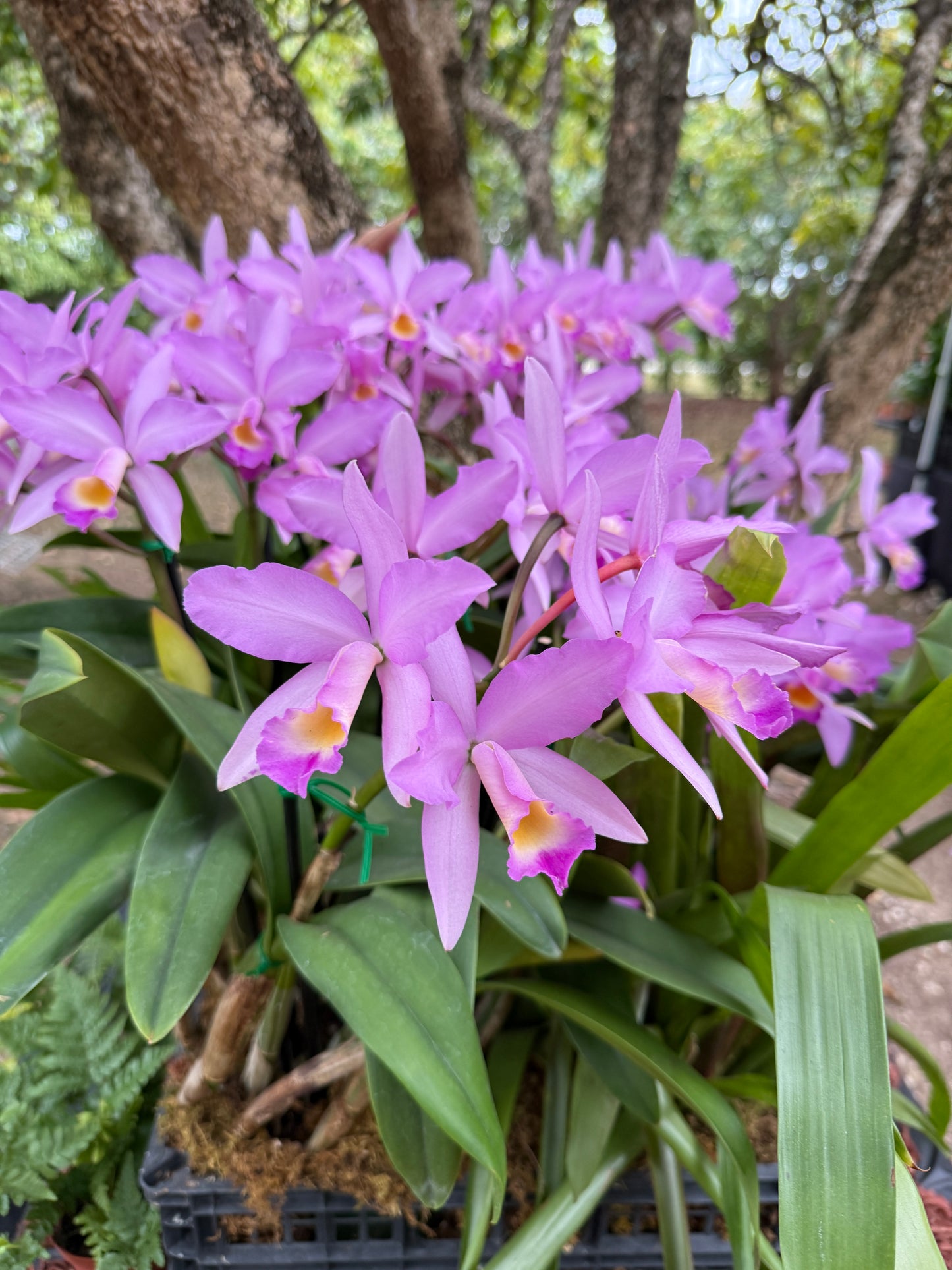 La Colombiana Inspired Collection: Cattleya TrianaePink Sian Orchid Jewelry Set