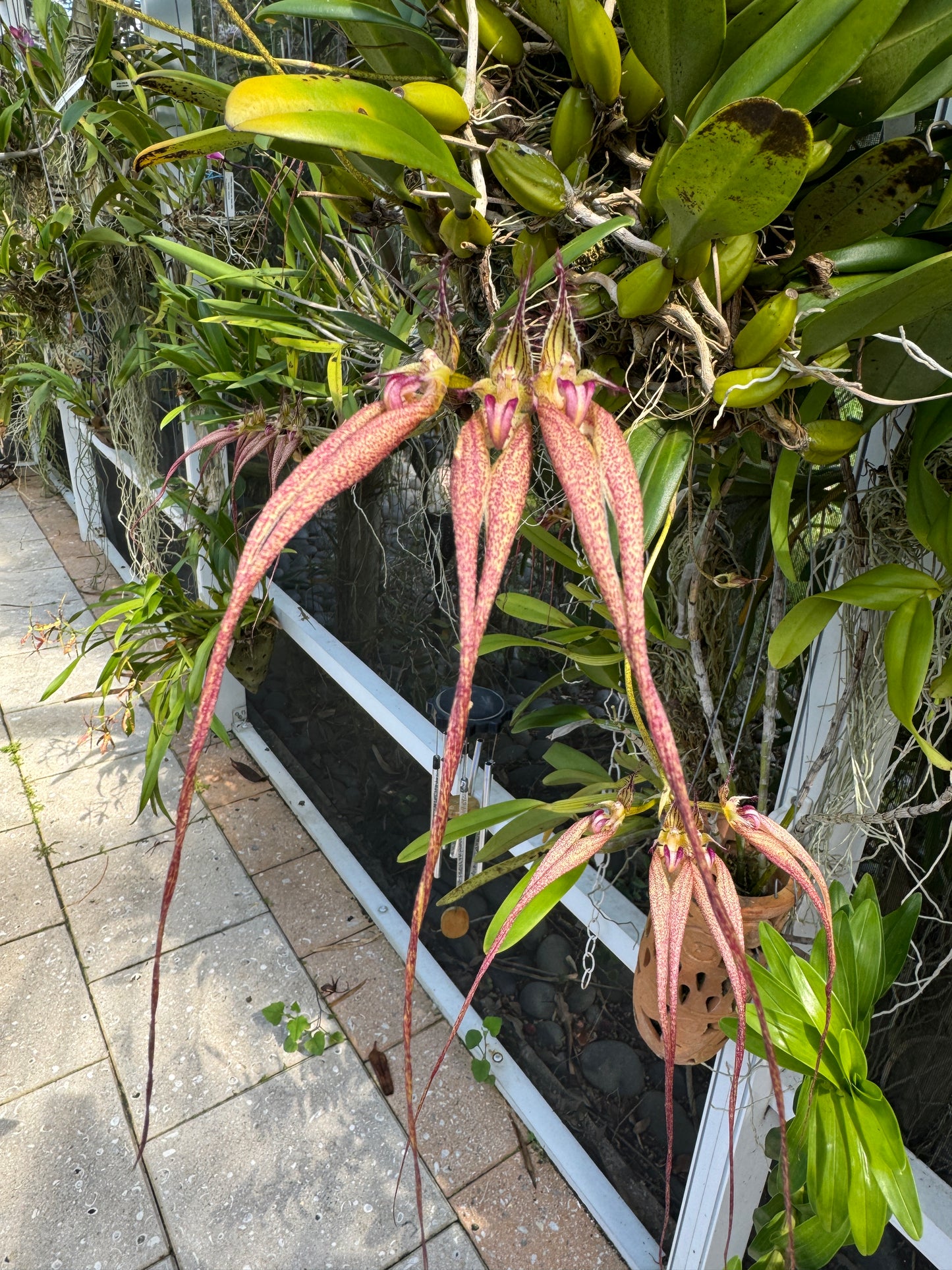 Bulbophyllum Bloom Pin Brooch