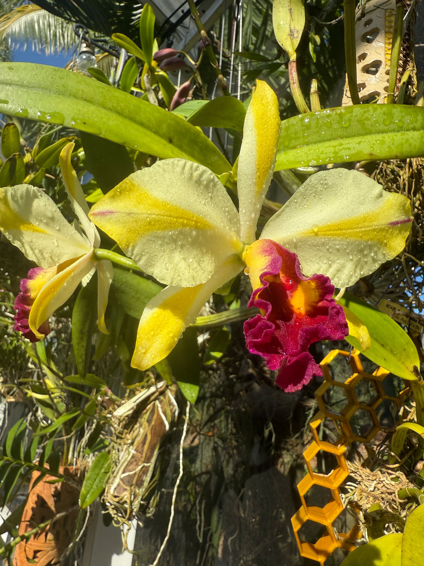 Orchid Striped Cattleya Sticker