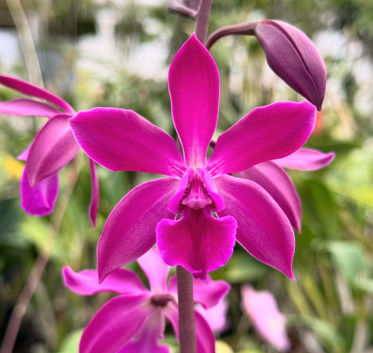 Cattleya Pink Orchid Flower Charm for Purse - Bogg Compatible Charms - Orchidique