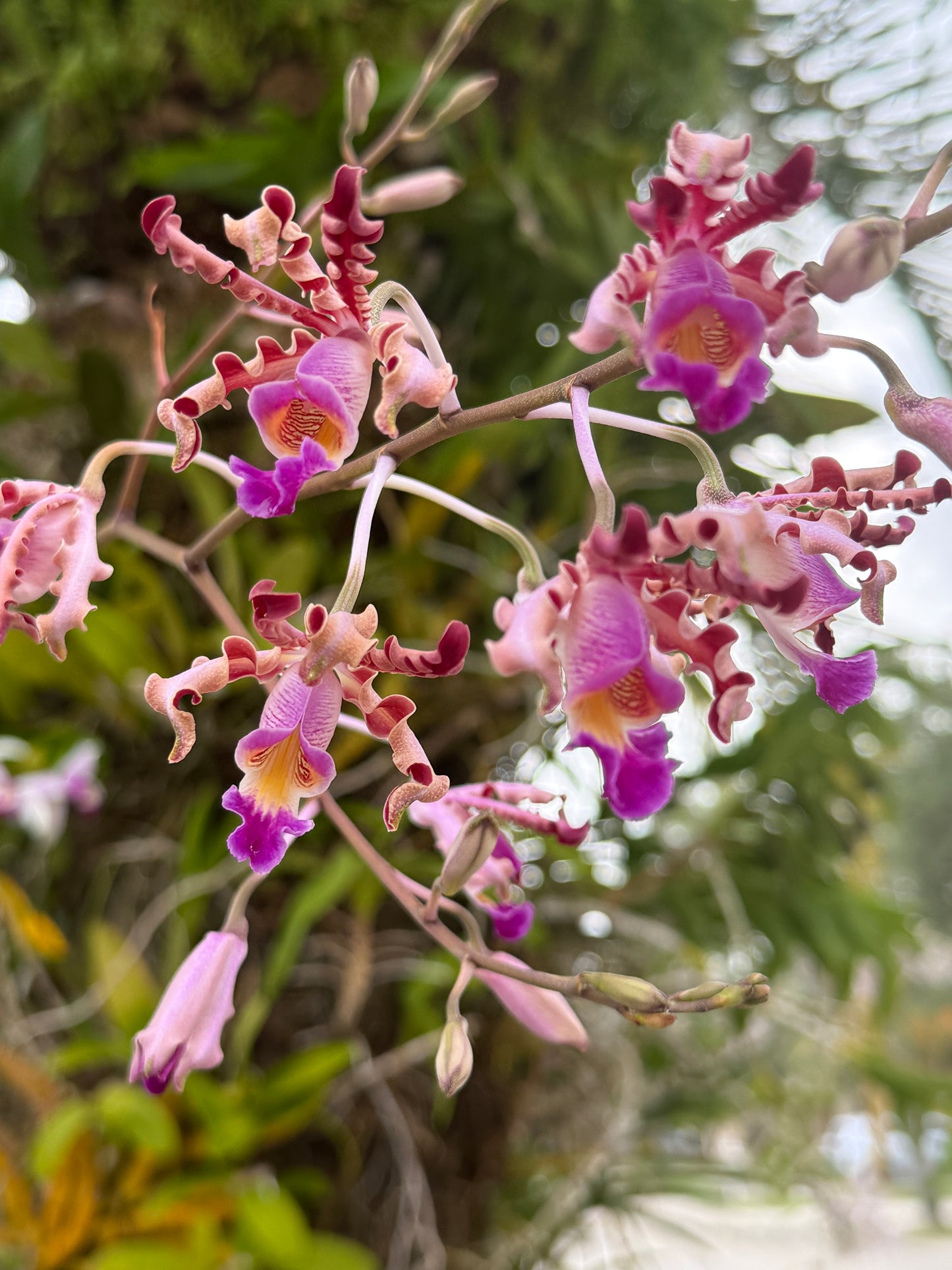 Schomburgkia Gold Orchid Dangle Earrings - Orchidique