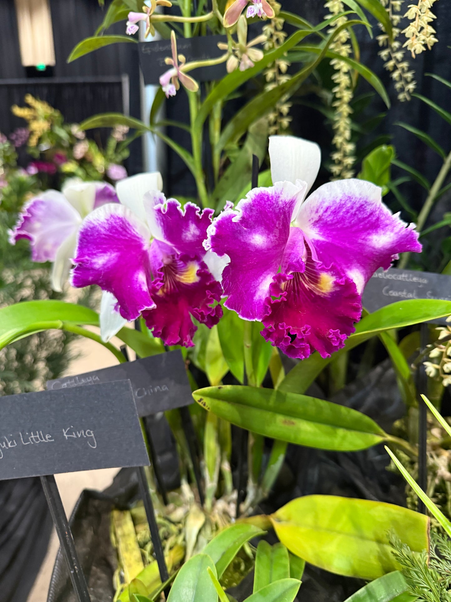 Cattleya Rainbow Orchid Flower Enamel Pin
