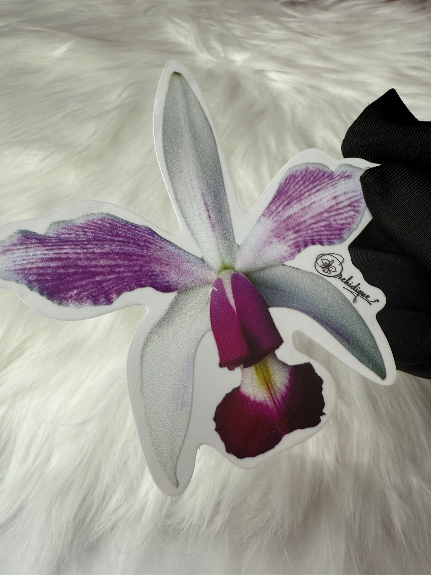 Cattleya Violacea Semi Alba Orchid Sticker