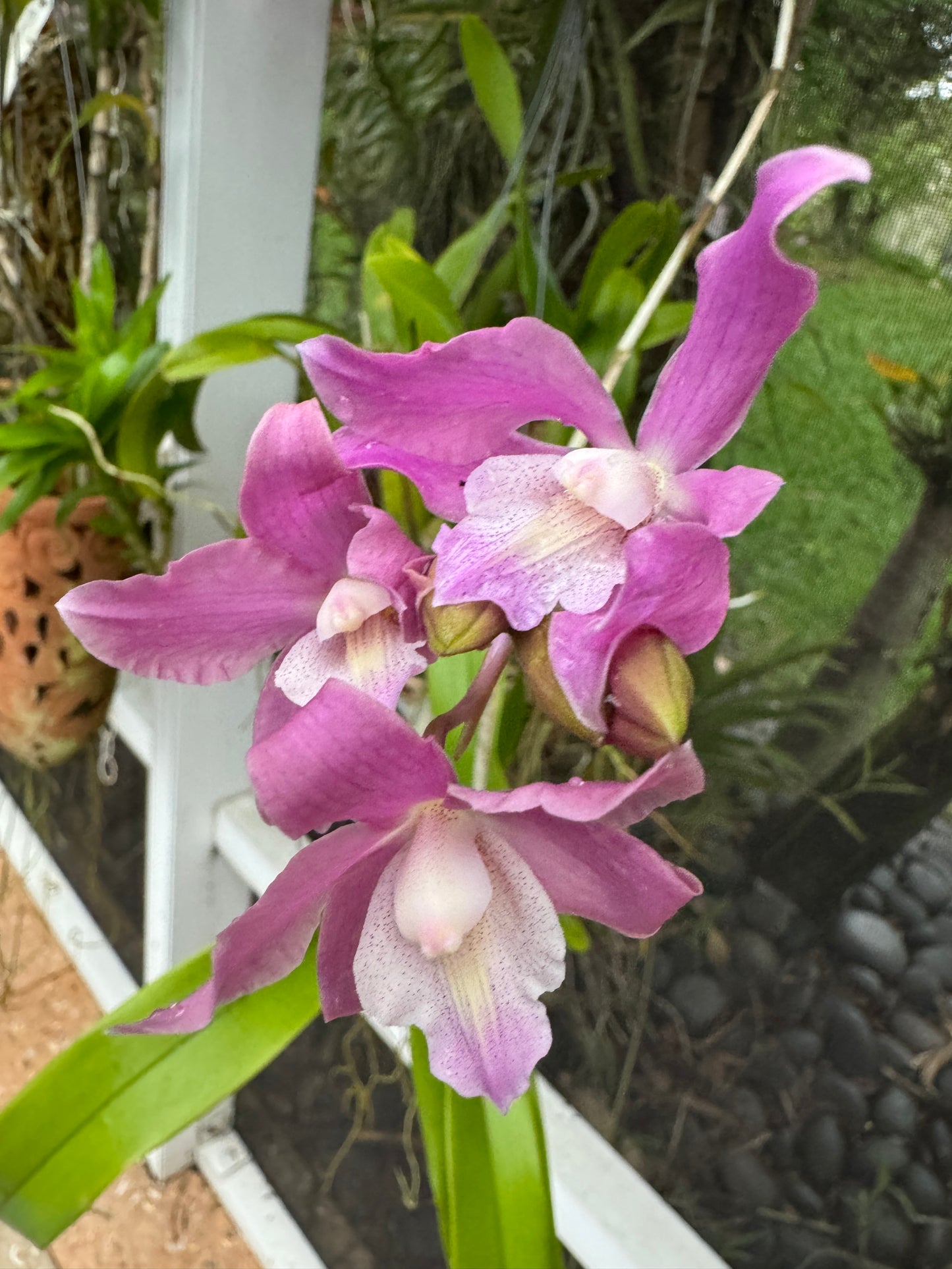 Cattleya loddigesii- inspired Orchid Flower Enamel Pin β’ Pink Spotted Floral Pin Collector Item - Orchidique