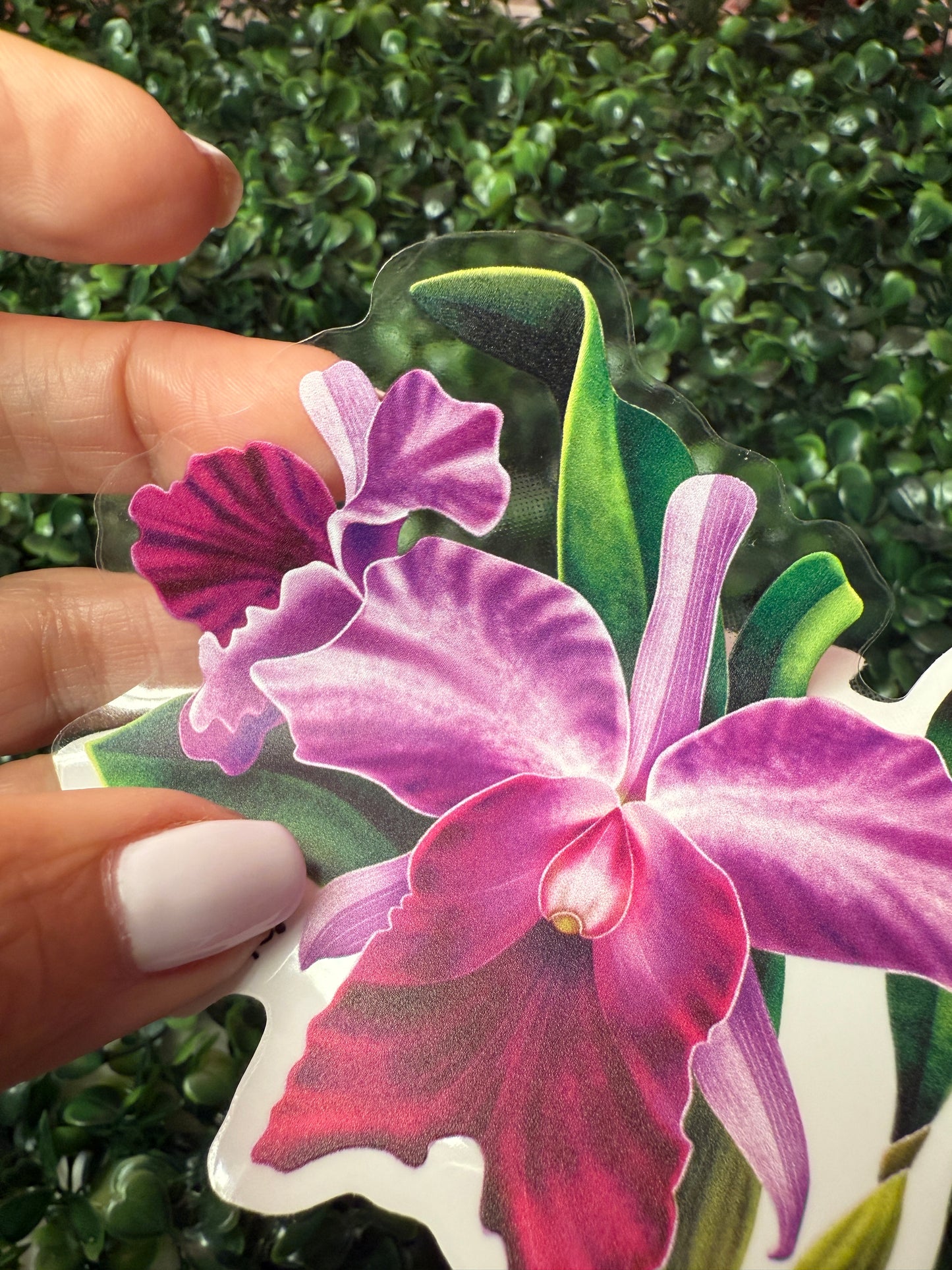 Orchid Brassolaeliocattleya BLC Sticker