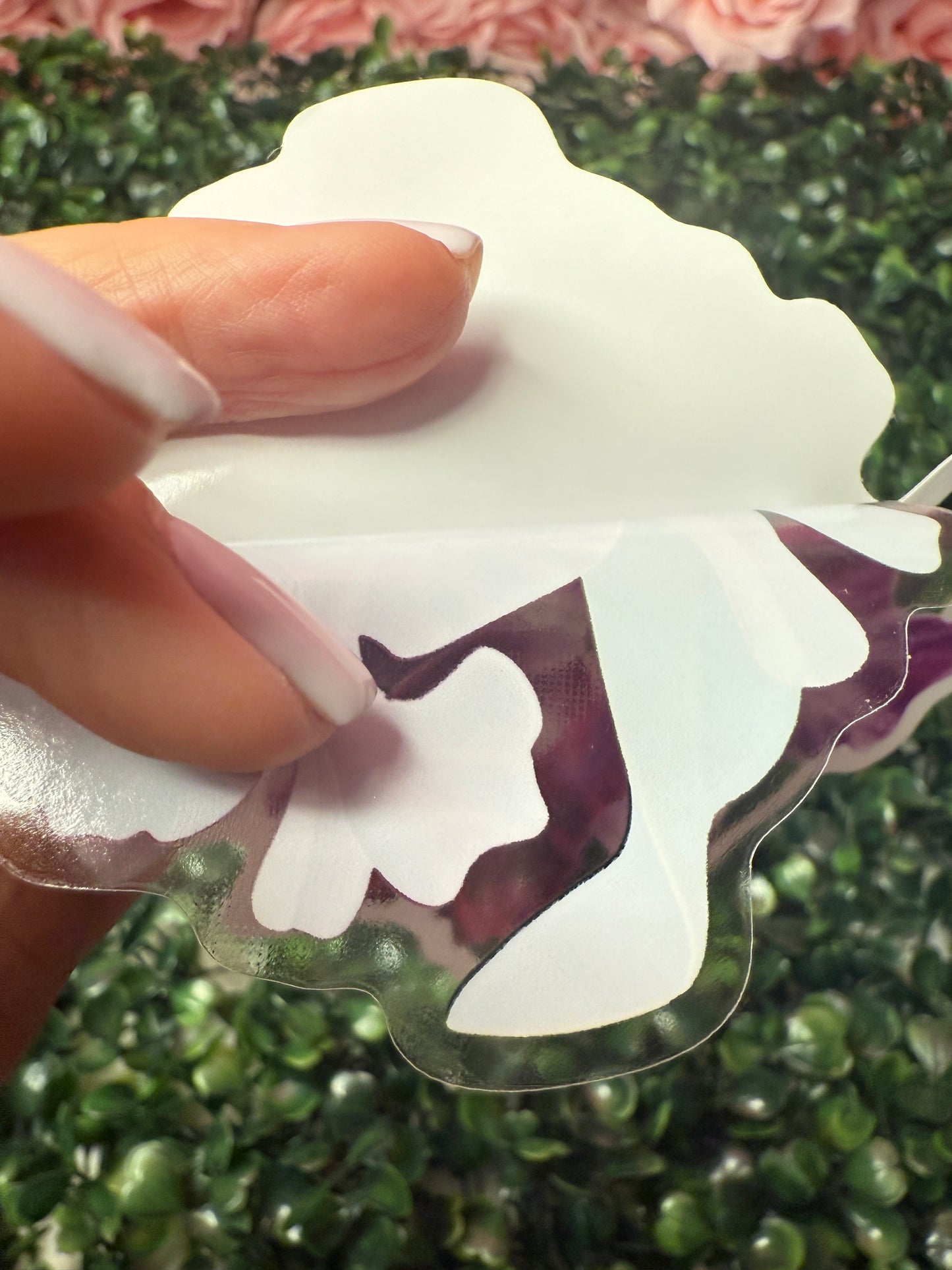 Orchid Brassolaeliocattleya BLC Sticker