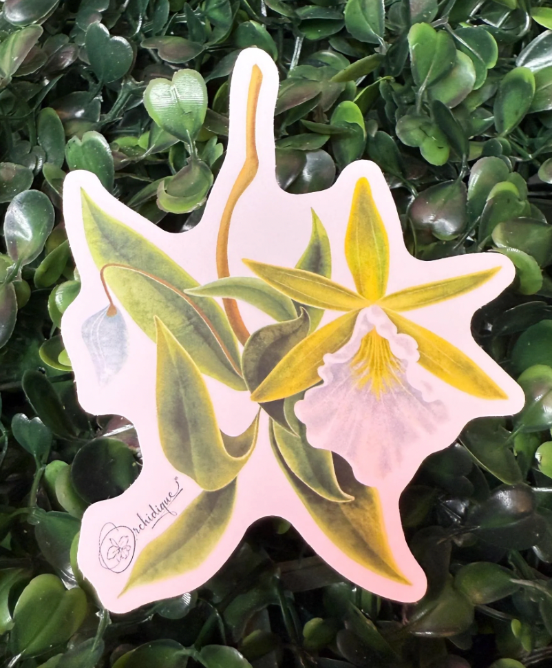 Encyclia Marie Inspired Orchid Sticker
