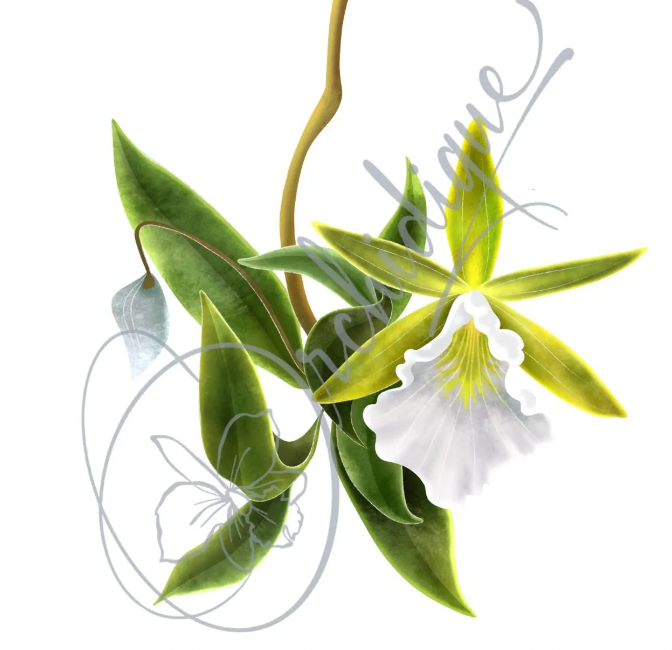 Encyclia Marie Inspired Orchid Sticker