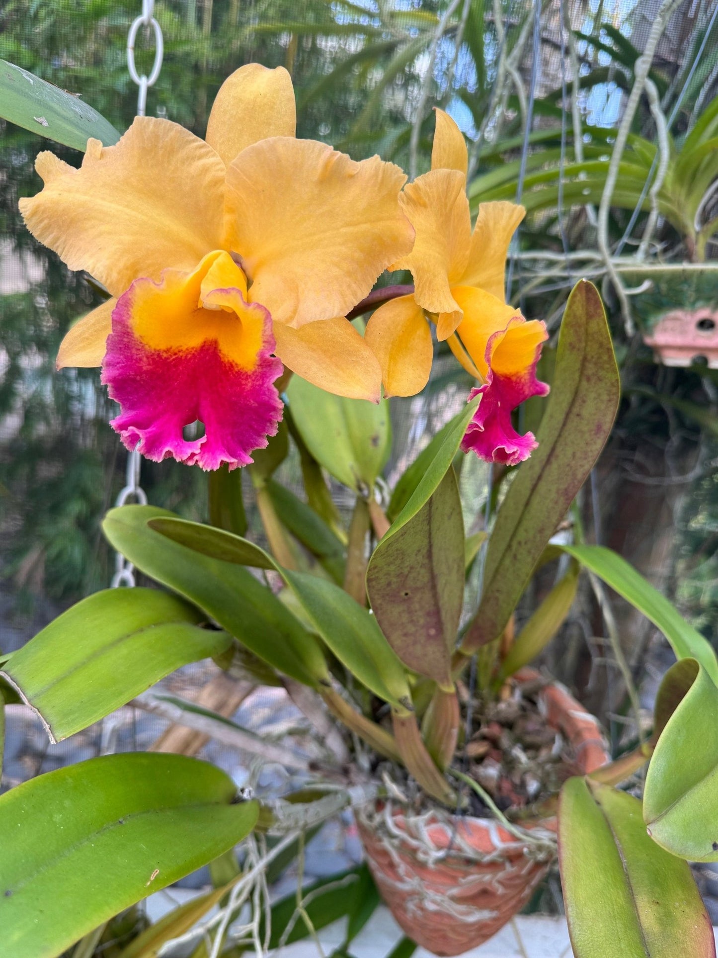 Custom Orchid Personalized Color Combination • Unique Floral Jewelry • Handmade Gifts• Flower Earrings - Orchidique