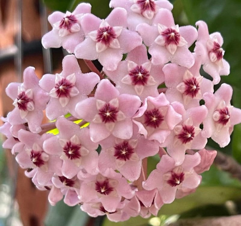 Hoya Shoe Charm • Pink Forget - Me - Not Flower Charm • for Crocs, Shoes, & Sunshades • Orchidique™ - Orchidique