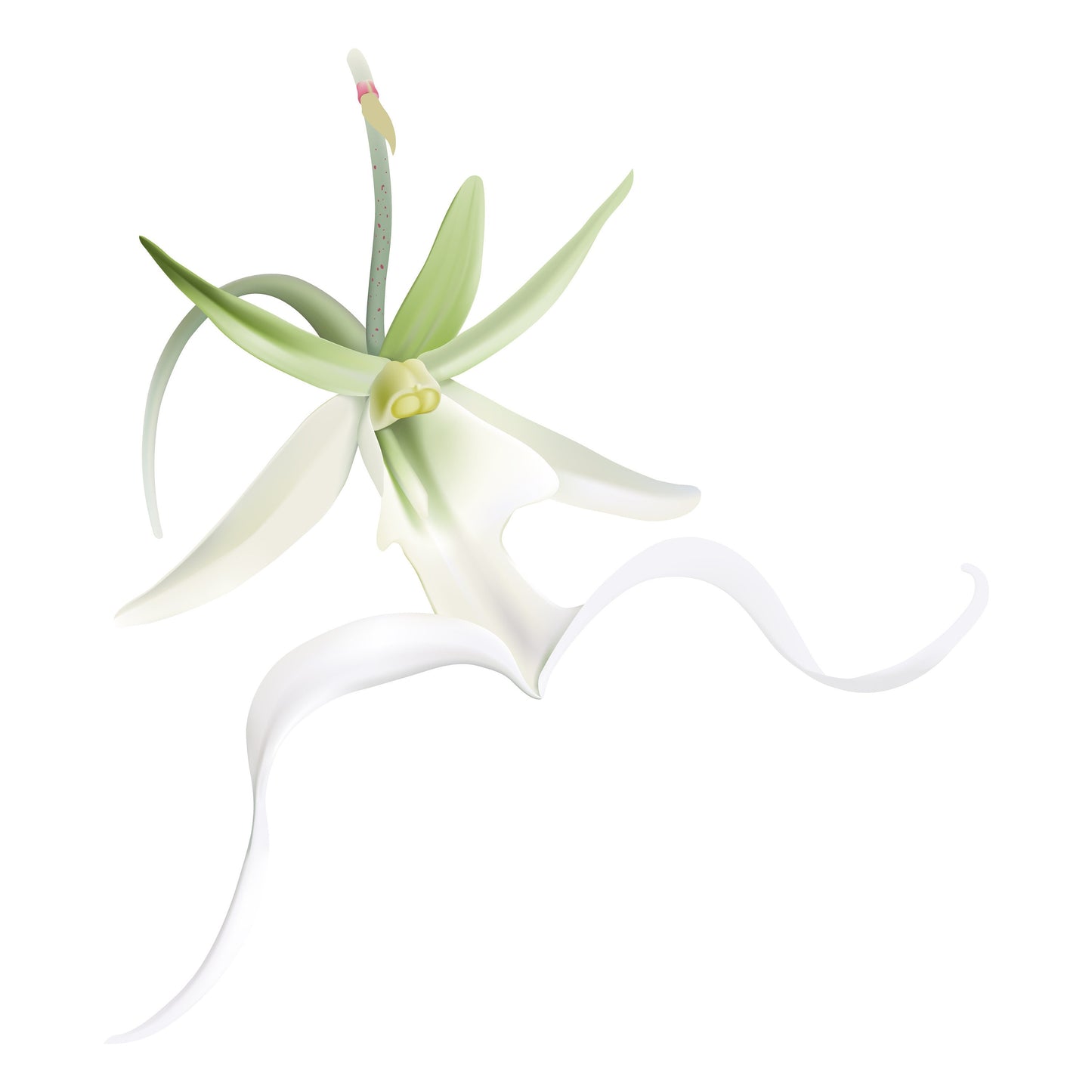 Ghost Orchid Silver Earrings Studs: Divergent Duos Collection