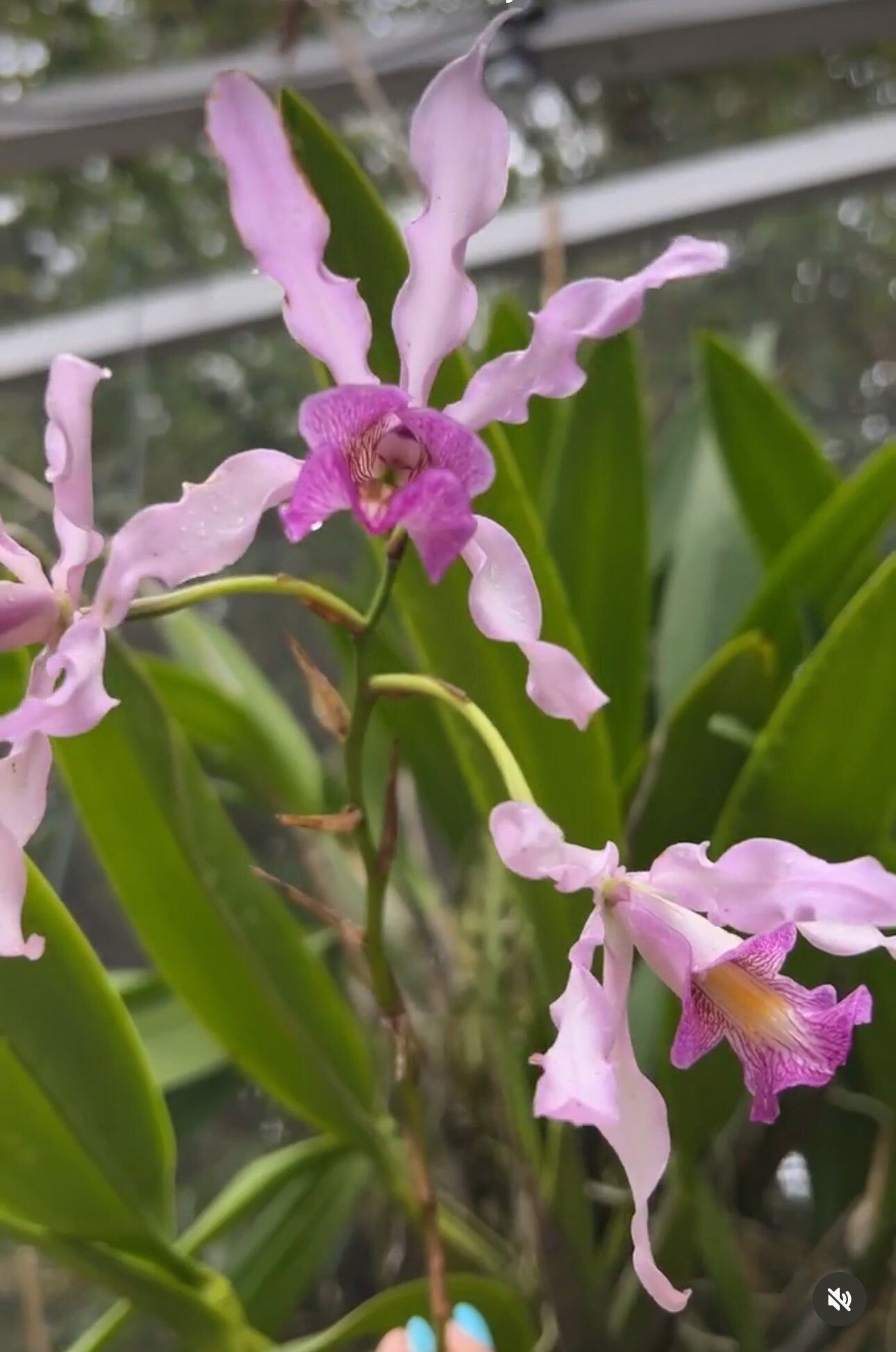 Meticulous: Schomburgkia Two Tone Orchid Flower Dangle Earrings • Flower Earrings • 14KGold- Sterling Silver Flower Jewelry