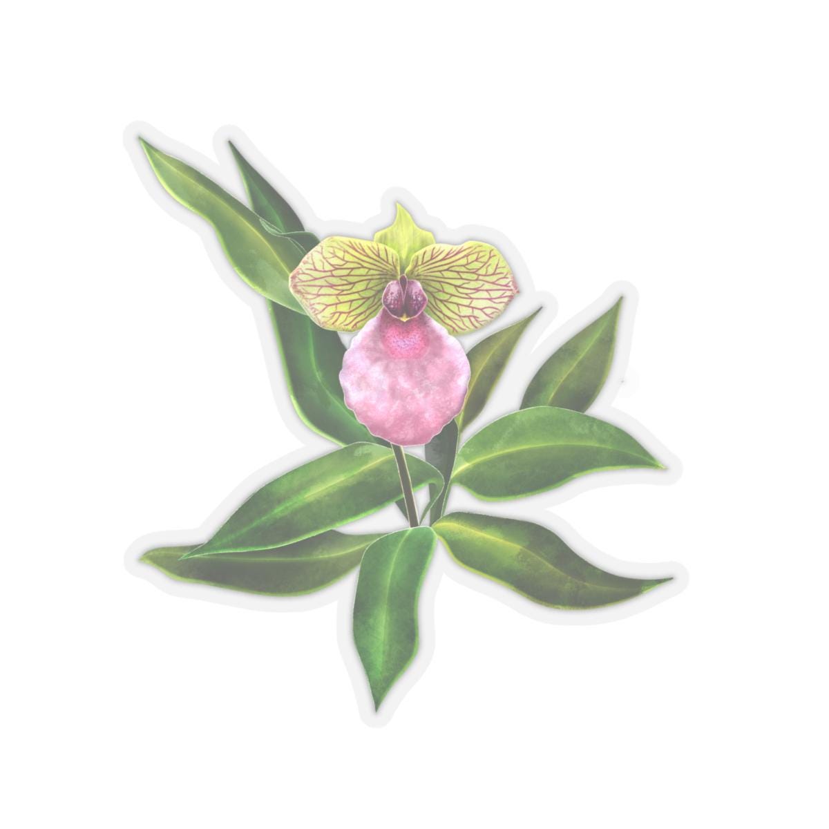 Phaph Fanaticum Orchid Sticker - Floral Kiss-Cut Stickers for Laptop, Water Bottle, Scrapbook, Journal, Planner