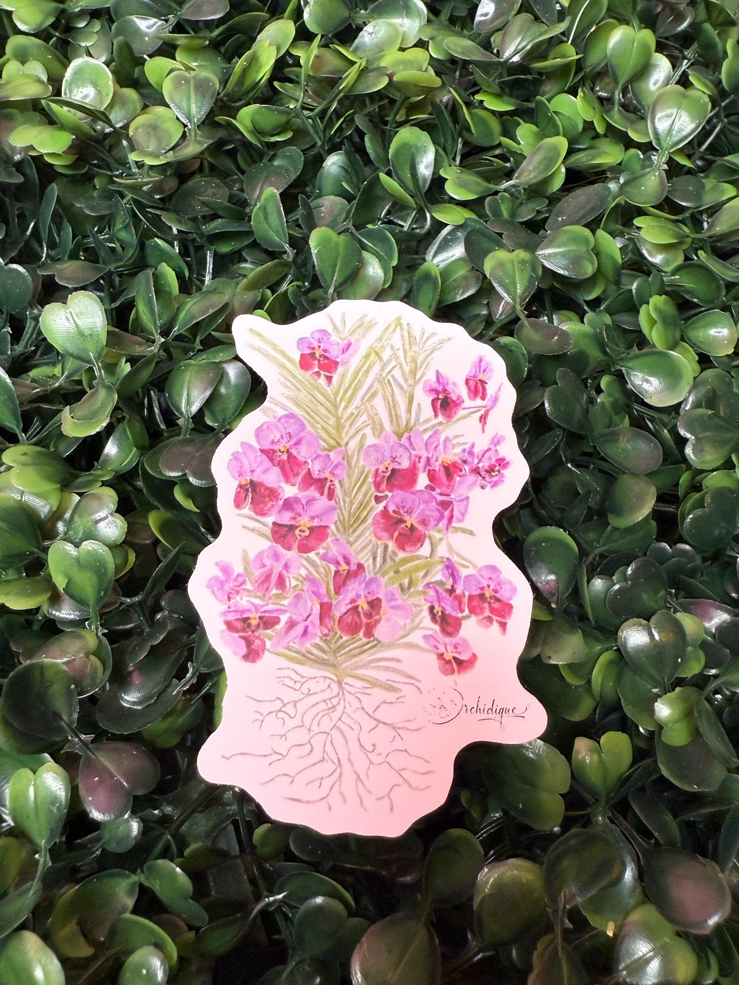 Orchid Sticker • Vanda • Vanda Sanderiana • Floral Sticker • Waterproof • Laptop Decal • Plant Lover Gift