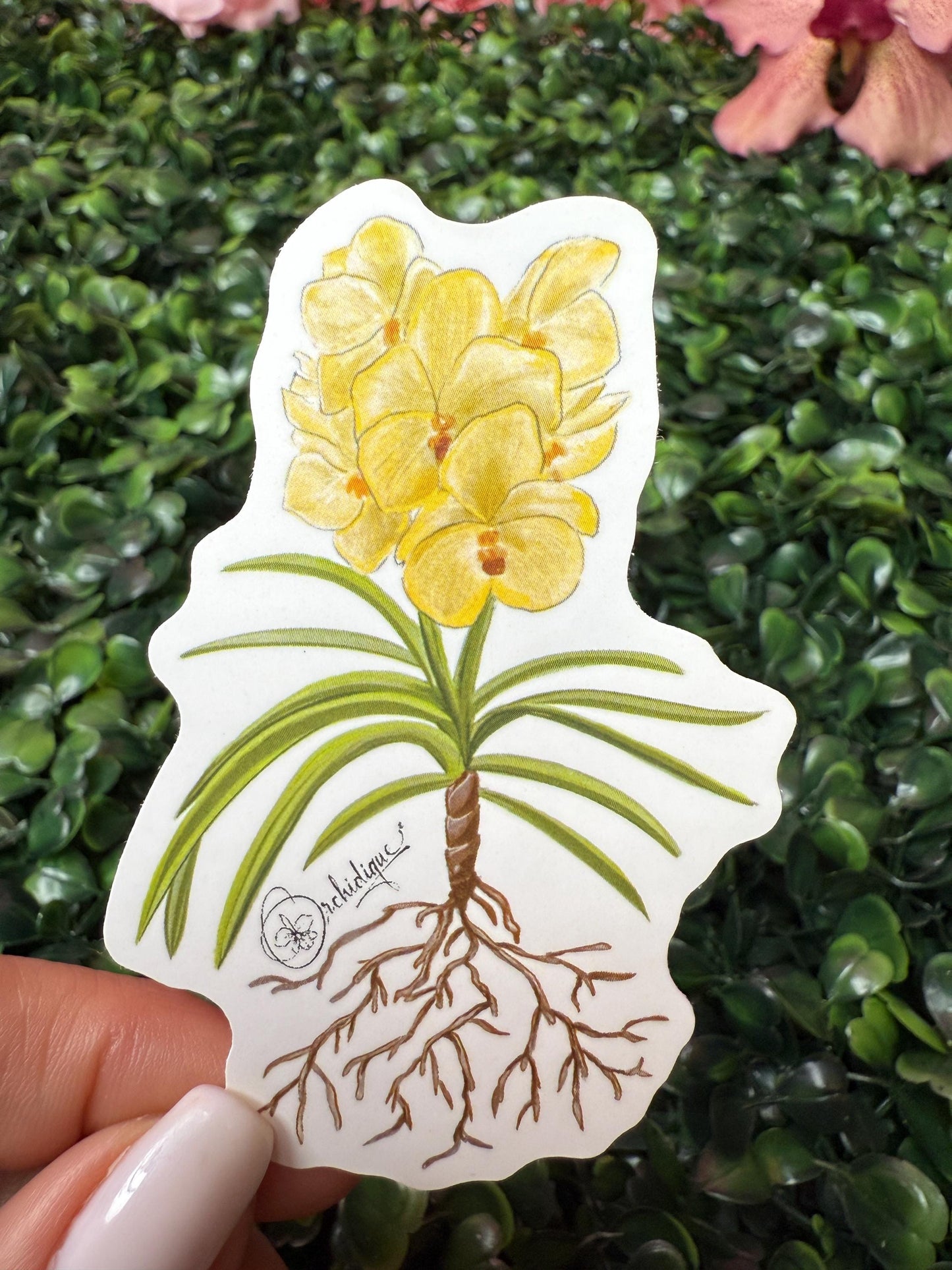 Orchid Sticker • Vanda Marlene Ruiz • Yellow Vanda • Floral Sticker • Waterproof • Laptop Decal • Plant Lover Gift