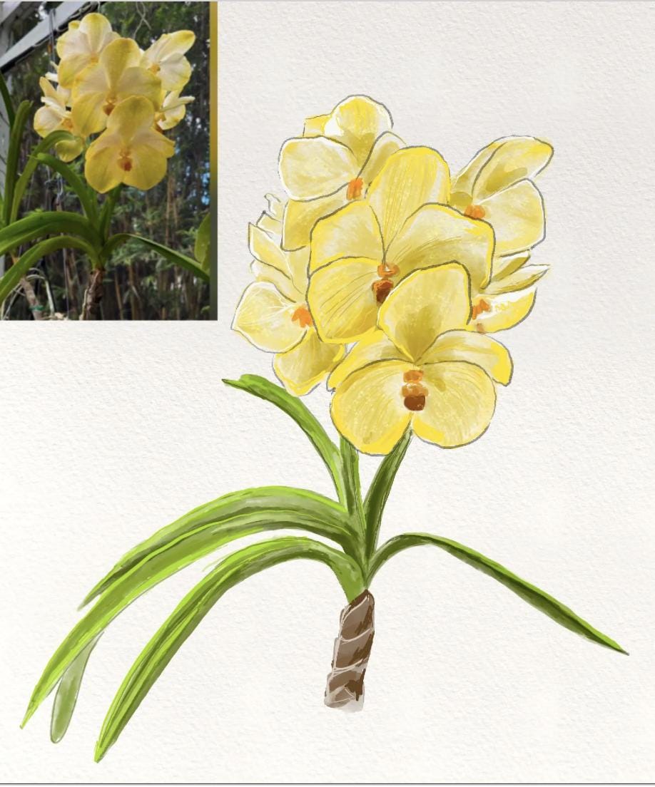 Orchid Sticker • Vanda Marlene Ruiz • Yellow Vanda • Floral Sticker • Waterproof • Laptop Decal • Plant Lover Gift
