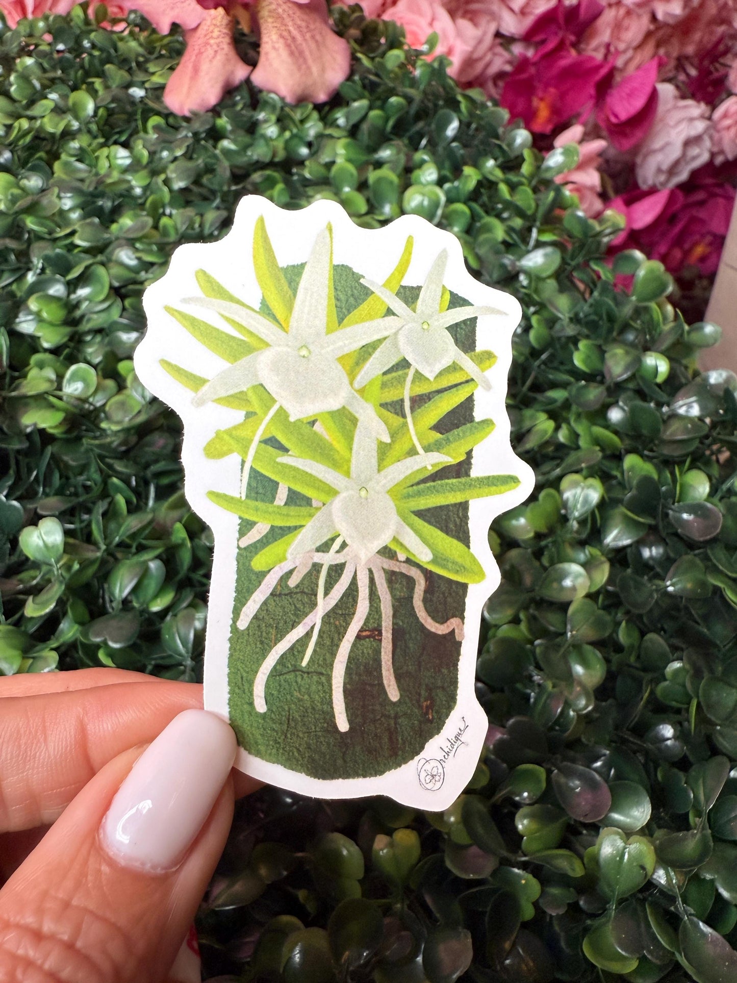 Orchid Sticker • Angraecum Orchid • Floral Sticker • Waterproof • Laptop Decal • Plant Lover Gift