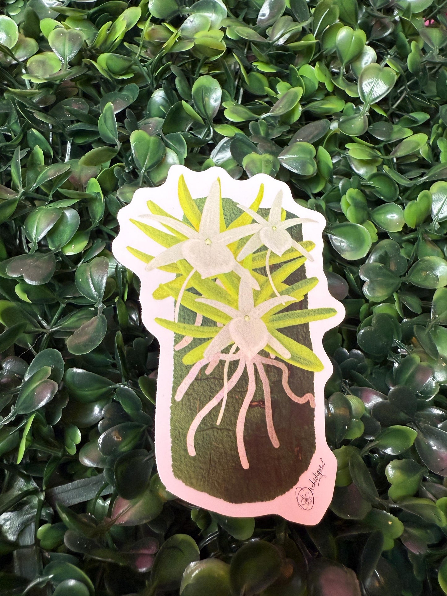 Orchid Sticker • Angraecum Orchid • Floral Sticker • Waterproof • Laptop Decal • Plant Lover Gift