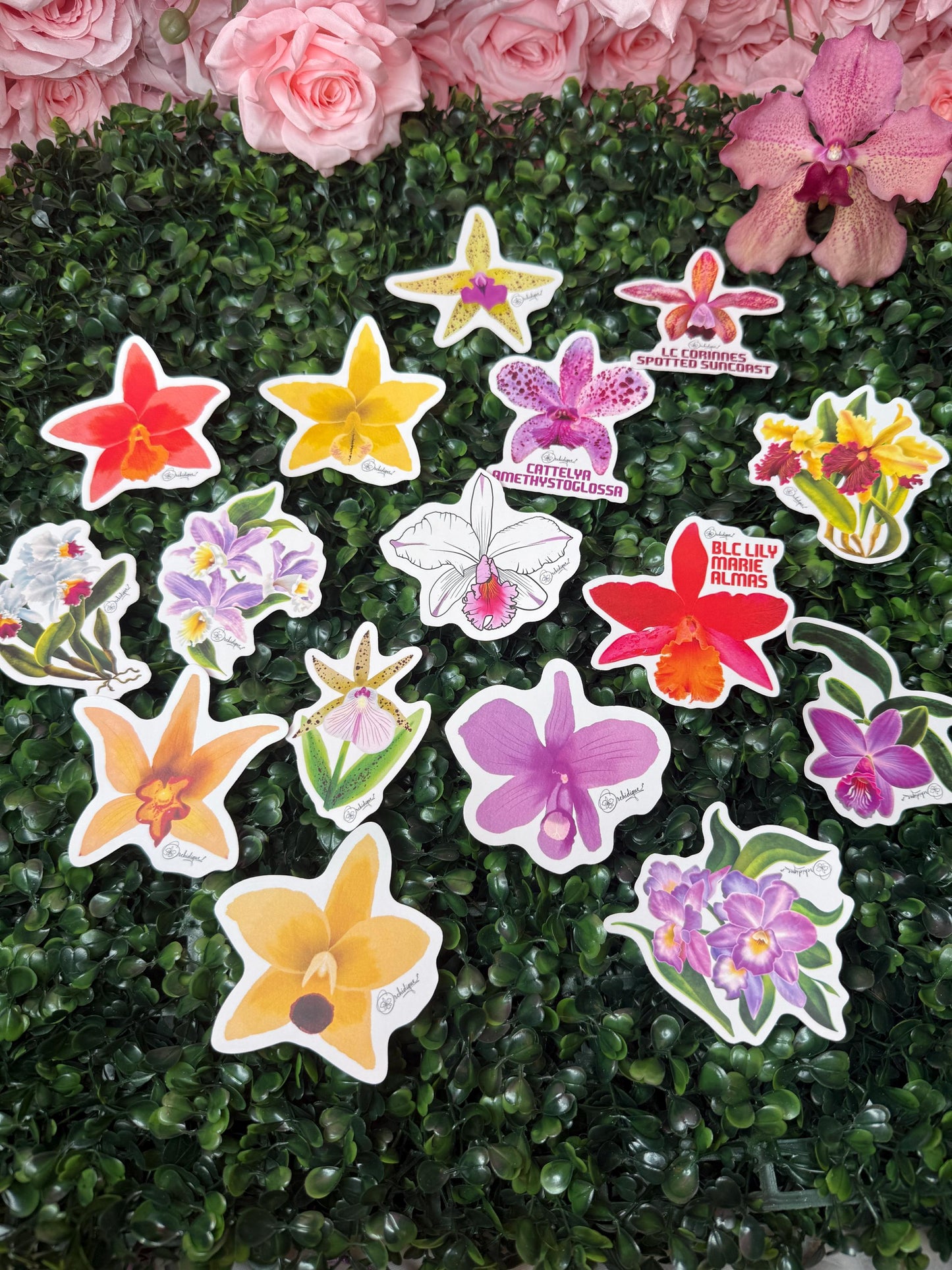 Orchid Sticker • Cattleya • Cattleya Skinneri Pink • Floral Sticker Waterproof • Laptop Decal • Plant Lover Gift