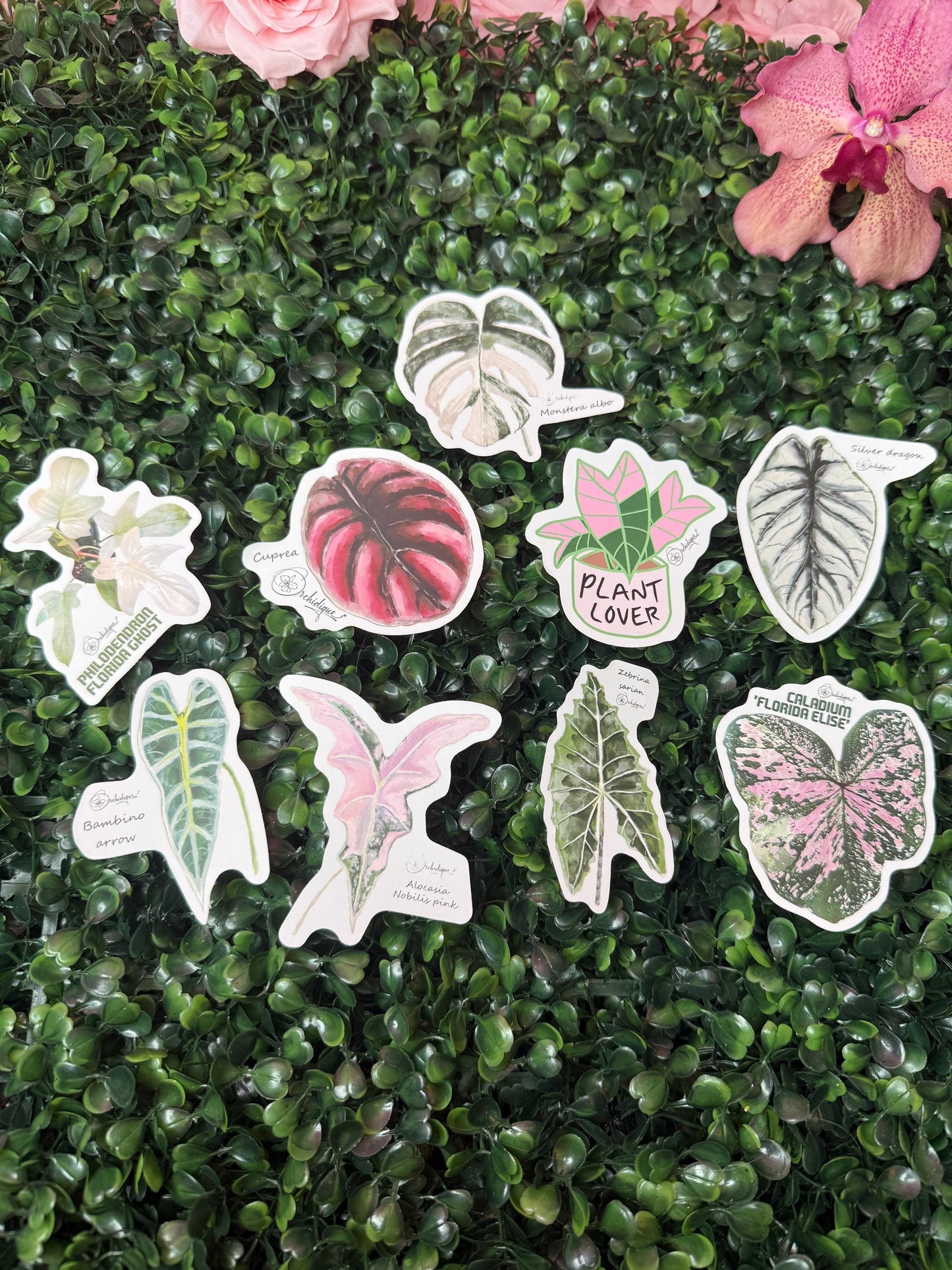 Alocasia Nobilis Pink Sticker • Botanical Sticker • Alocasia Sticker • Waterproof • Laptop Decal • Plant Lover Gift