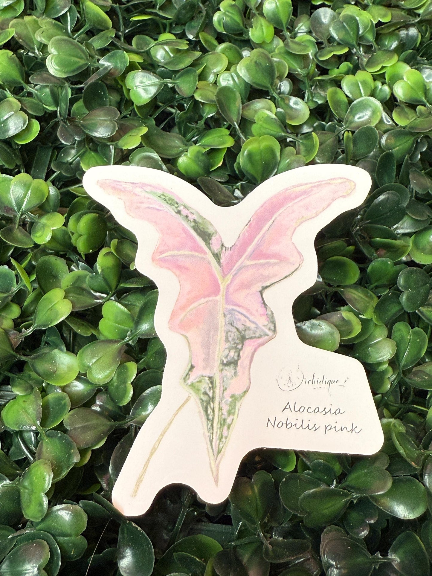 Alocasia Nobilis Pink Sticker • Botanical Sticker • Alocasia Sticker • Waterproof • Laptop Decal • Plant Lover Gift