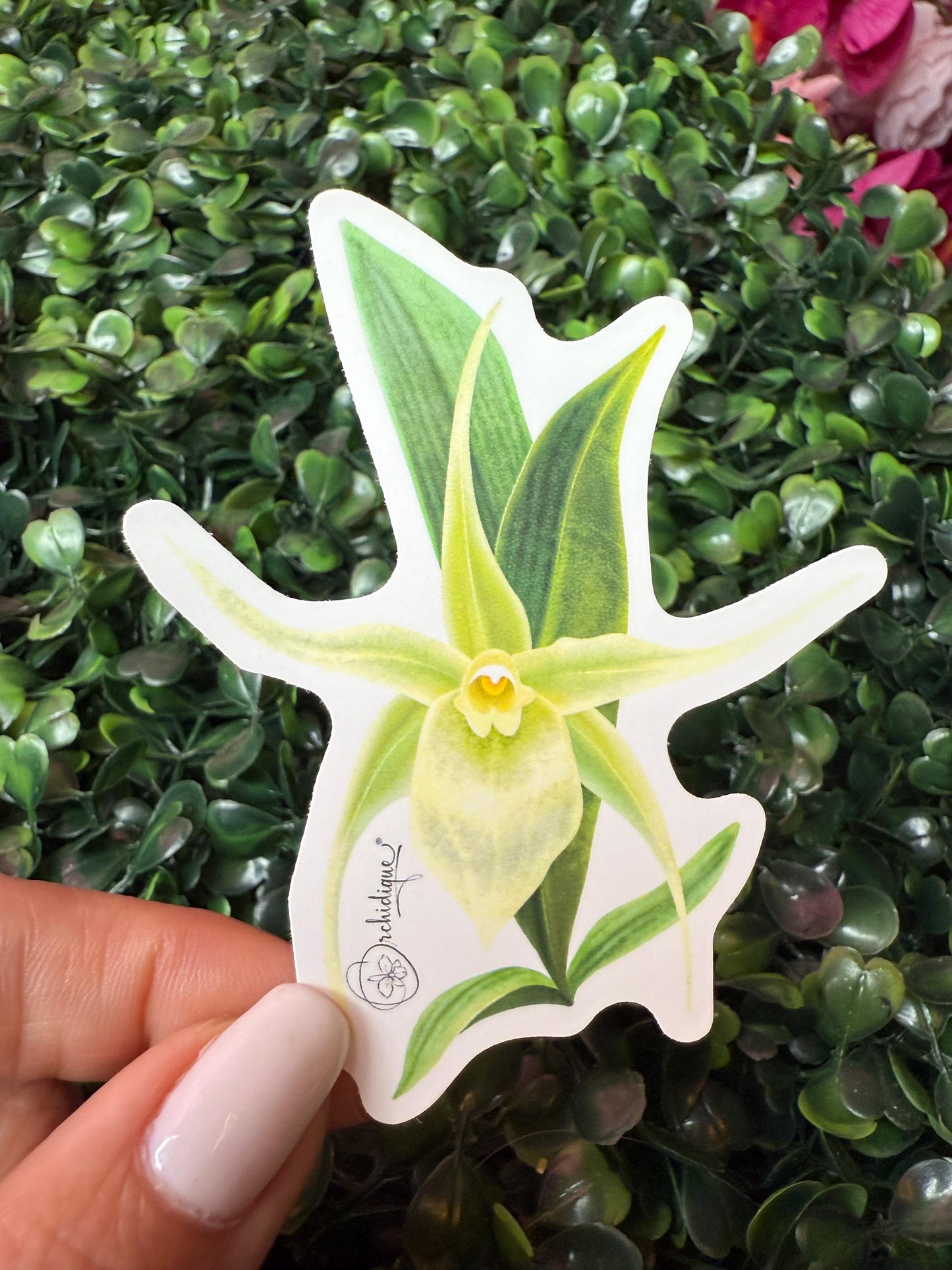 Orchid Sticker • Angraecum Orchid • Floral Sticker • Waterproof • Laptop Decal • Plant Lover Gift