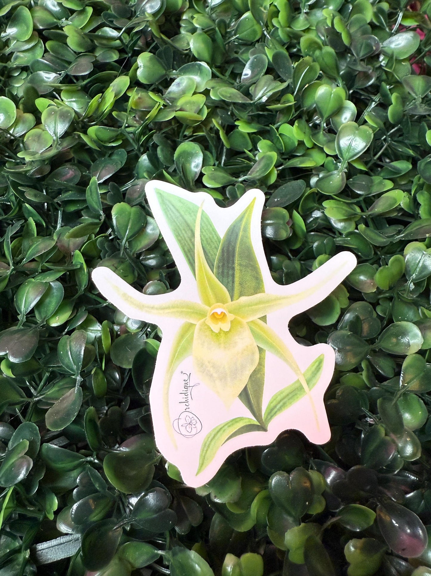 Orchid Sticker • Angraecum Orchid • Floral Sticker • Waterproof • Laptop Decal • Plant Lover Gift