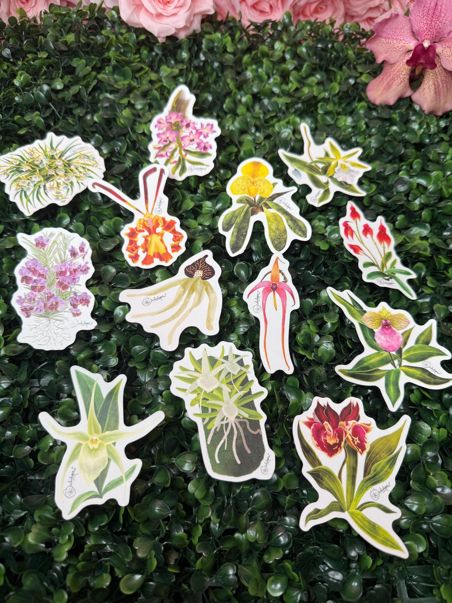 Orchid Sticker • Angraecum Orchid • Floral Sticker • Waterproof • Laptop Decal • Plant Lover Gift