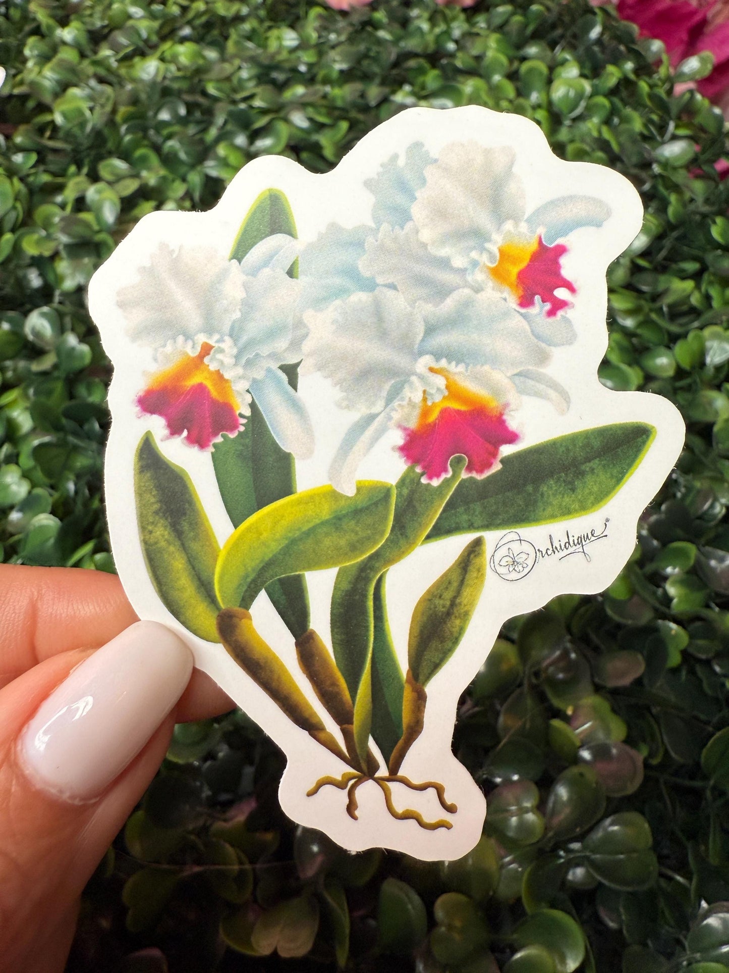 Orchid Sticker • Cattleya Sticker • Floral Sticker • Waterproof • Laptop Decal • Plant Lover Gift
