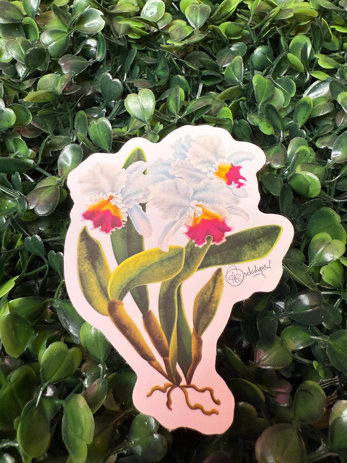 Orchid Sticker • Cattleya Sticker • Floral Sticker • Waterproof • Laptop Decal • Plant Lover Gift