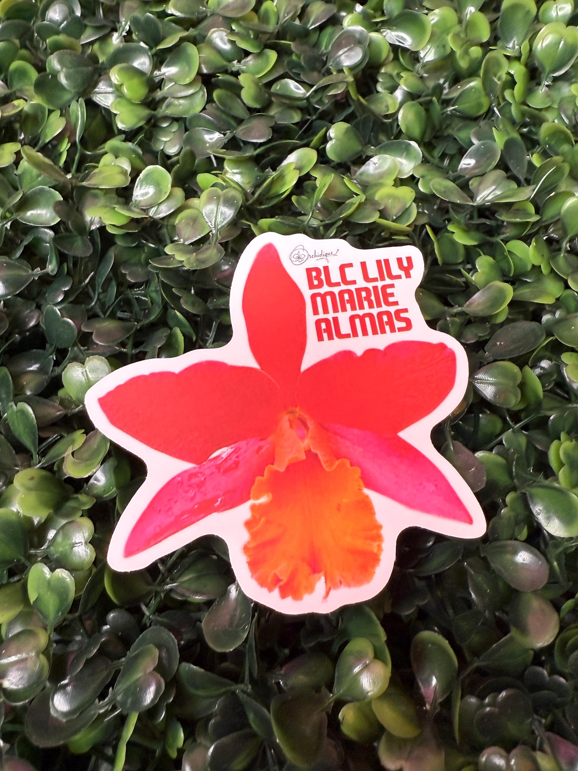 Orchid Sticker • Brassolaeliacattleya • Blc Lily Marie Almas • Floral Sticker Waterproof • Laptop Decal • Plant Lover Gift