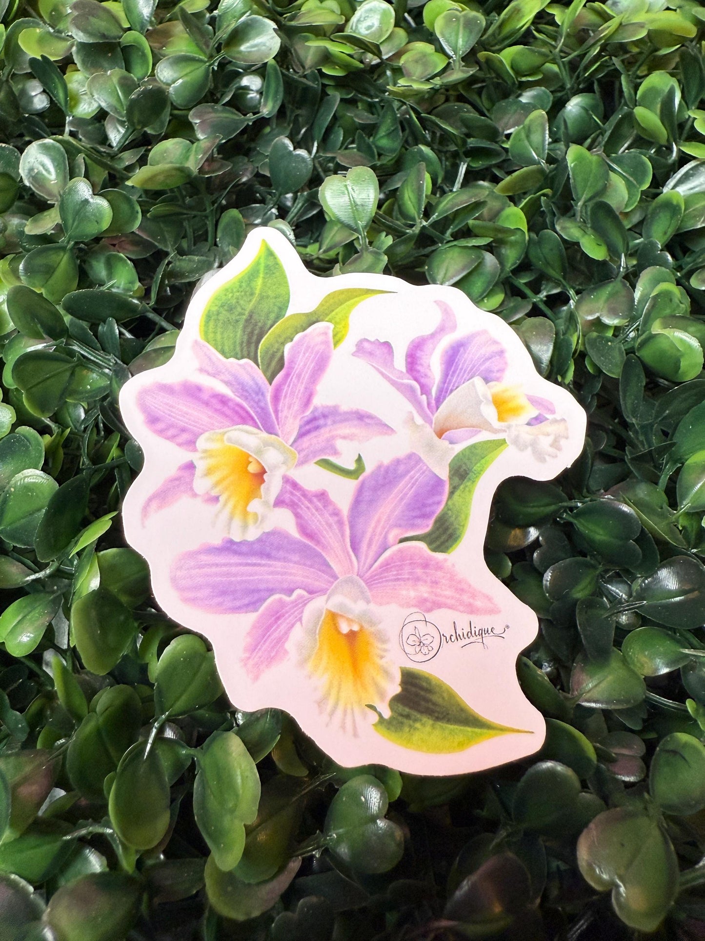 Orchid Sticker • Brassolaeliacattleya • Blc Lily Marie Almas • Floral Sticker Waterproof • Laptop Decal • Plant Lover Gift