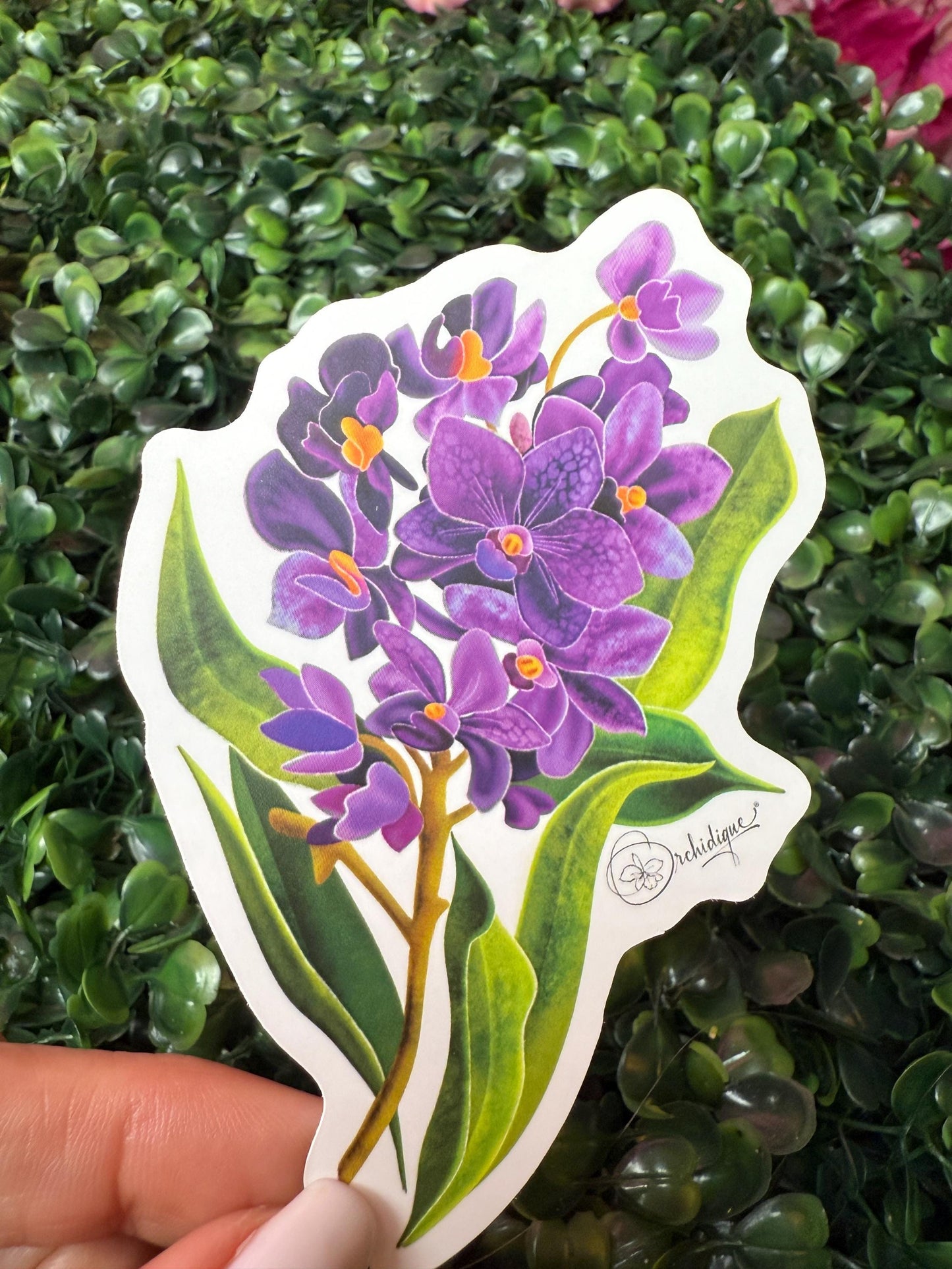 Orchid Sticker • Vanda Orchid • Purple Floral Sticker • Waterproof • Laptop Decal • Plant Lover Gift