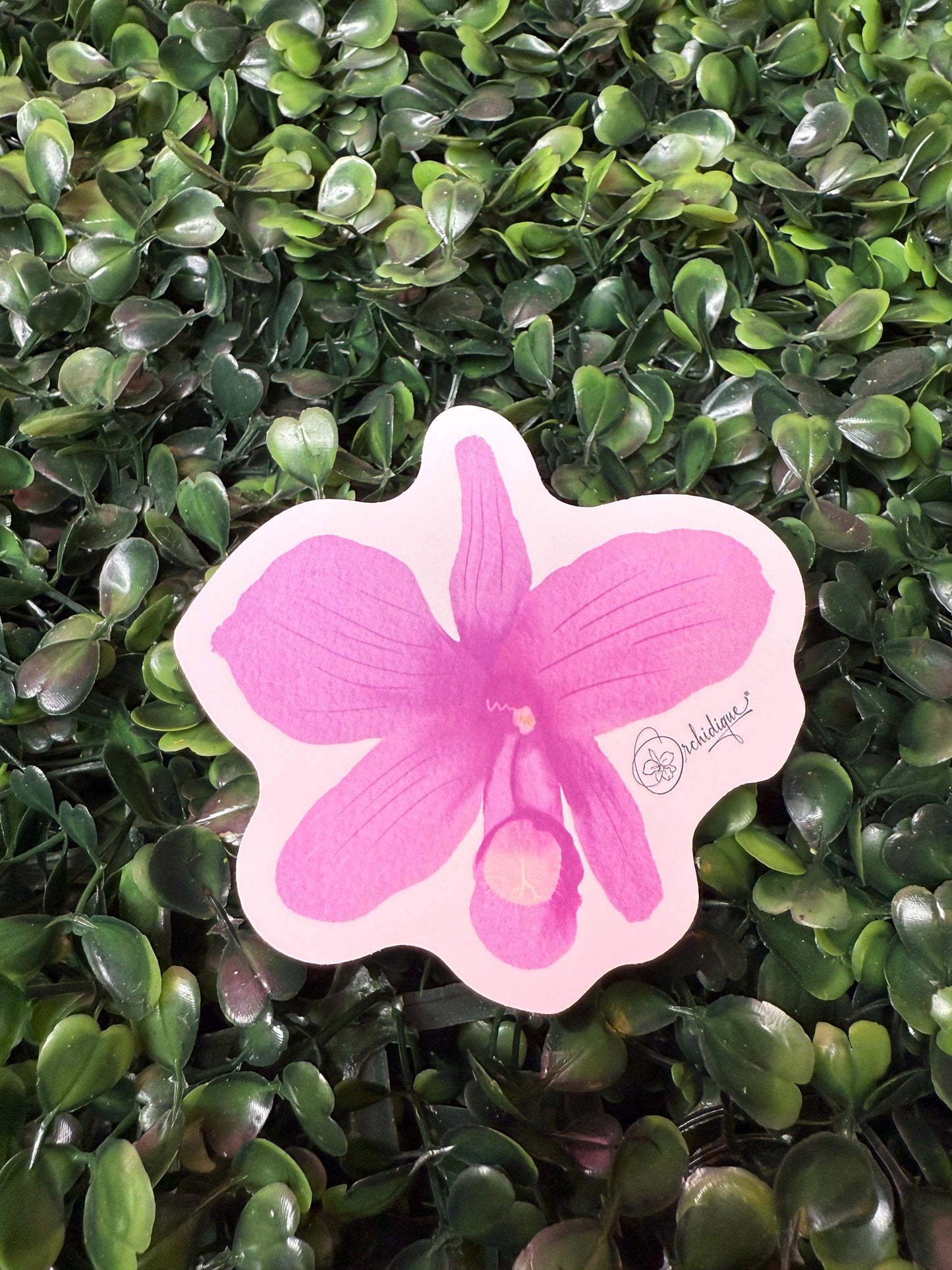 Orchid Sticker • Cattleya • Cattleya Skinneri Pink • Floral Sticker Waterproof • Laptop Decal • Plant Lover Gift