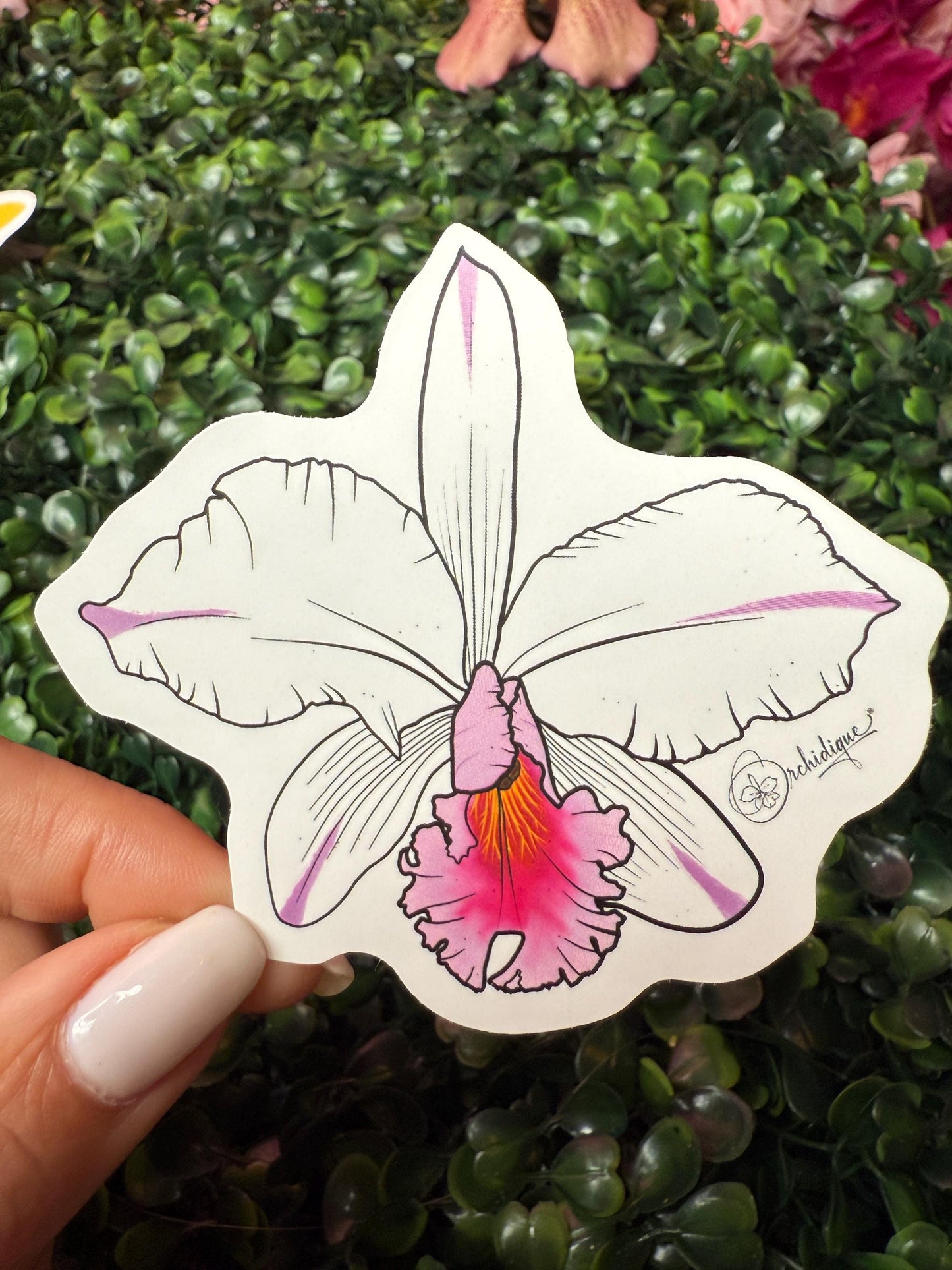 Orchid Sticker • Cattleya •Catt. Sheila Comptons • Floral Sticker • Waterproof • Laptop Decal • Plant Lover Gift