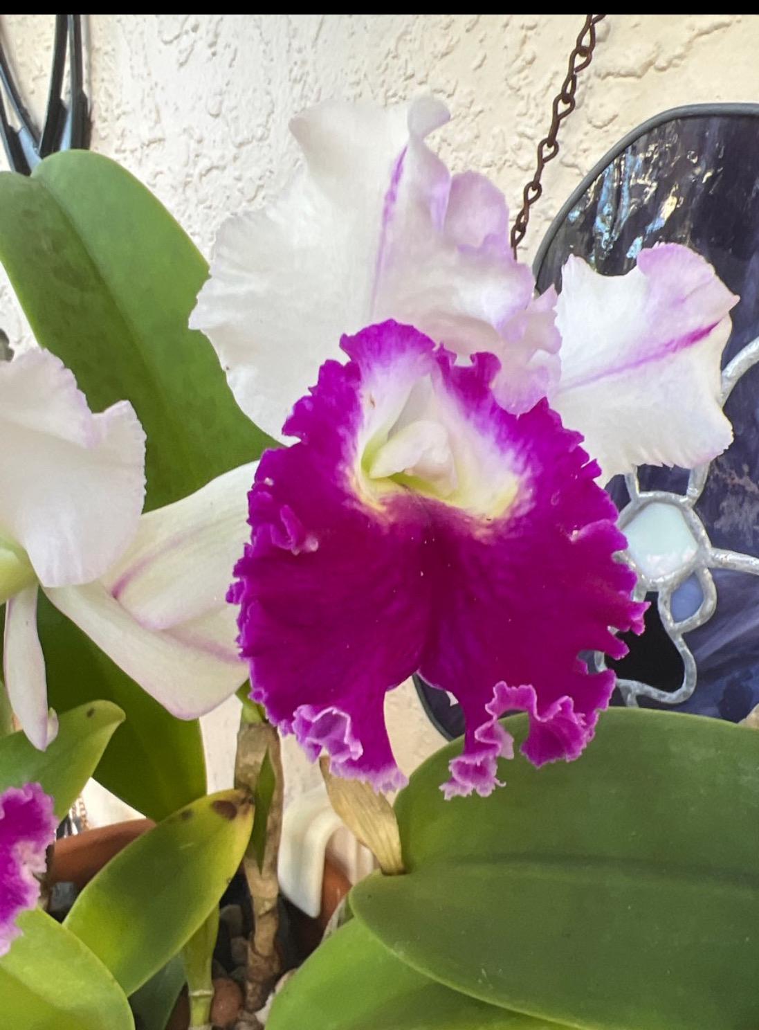 Orchid Sticker • Cattleya •Catt. Sheila Comptons • Floral Sticker • Waterproof • Laptop Decal • Plant Lover Gift