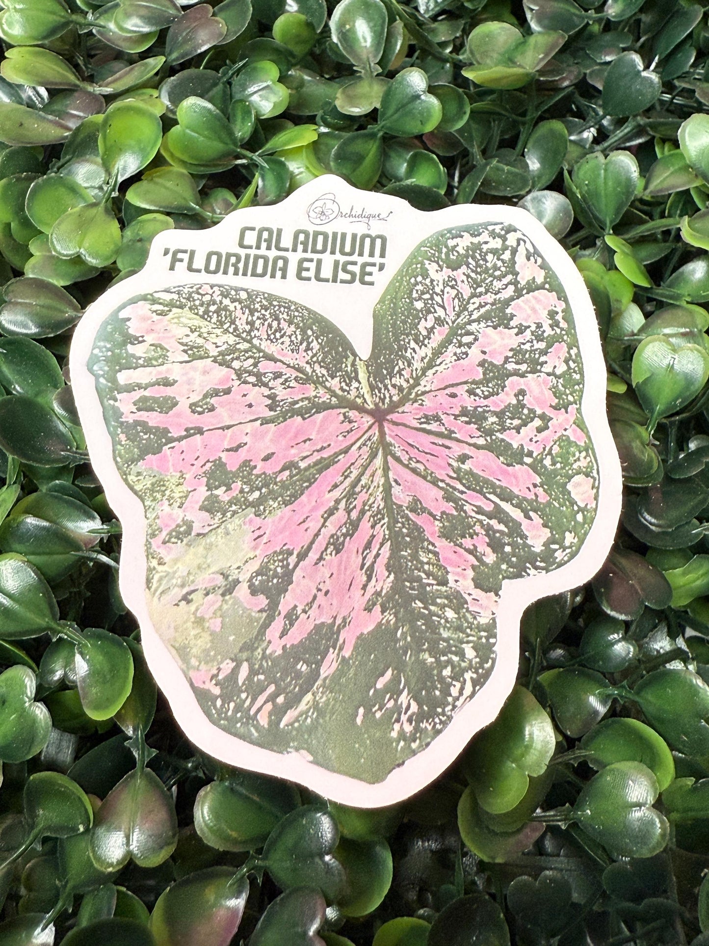 Plant Sticker • Caladium • Florida Elise • Floral Sticker • Waterproof • Laptop Decal • Plant Lover Gift