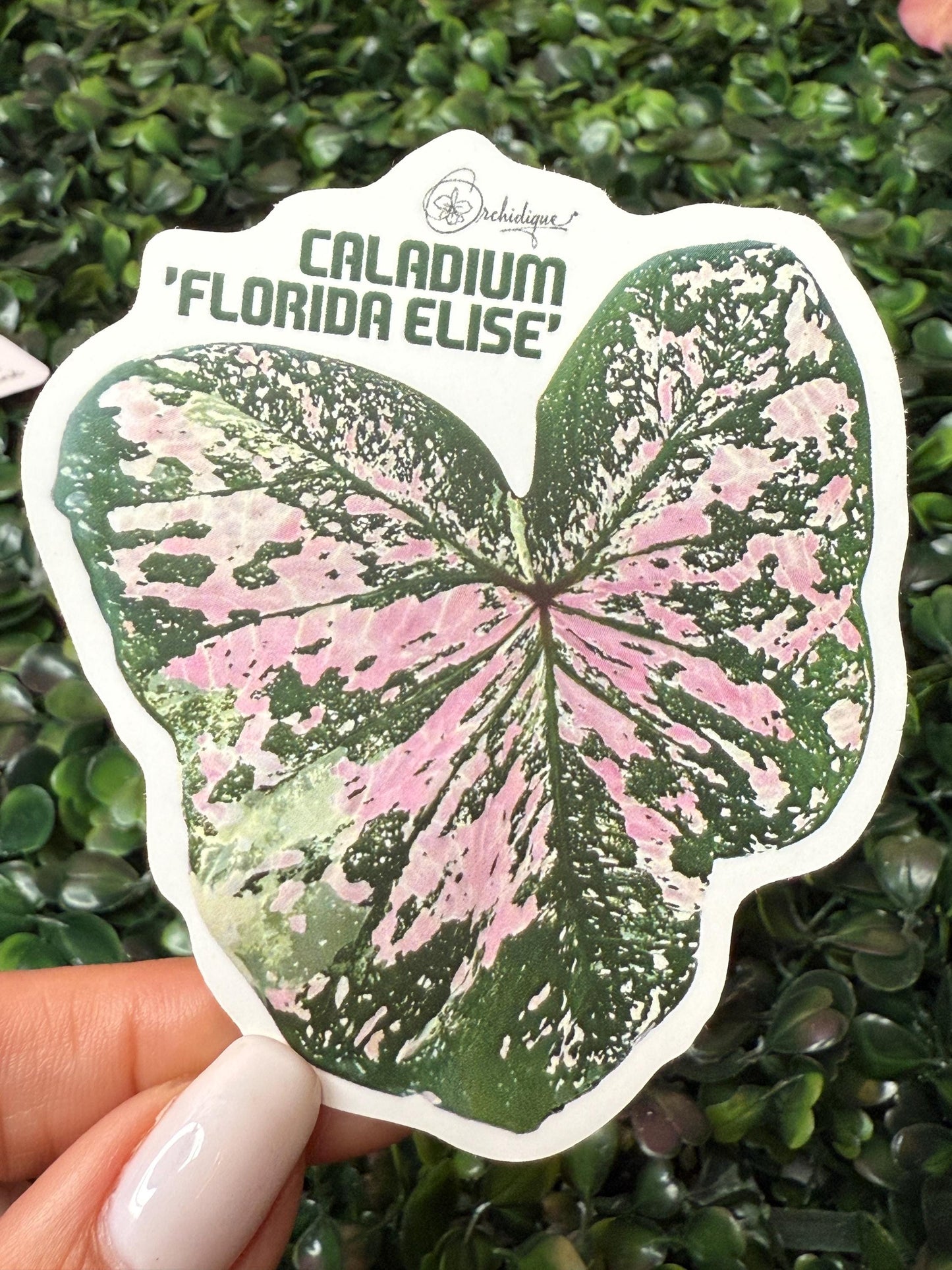 Plant Sticker • Caladium • Florida Elise • Floral Sticker • Waterproof • Laptop Decal • Plant Lover Gift
