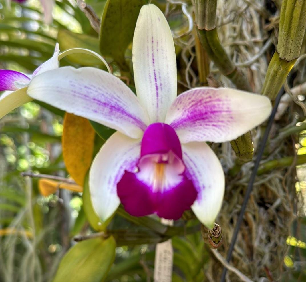 Orchid Flowers in a Vase Sticker • Orchid Lover Gift