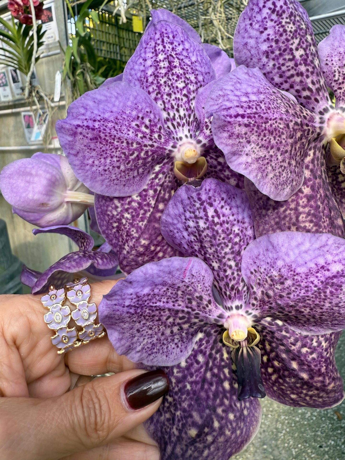 Orchid Flowers in a Vase Sticker • Orchid Lover Gift