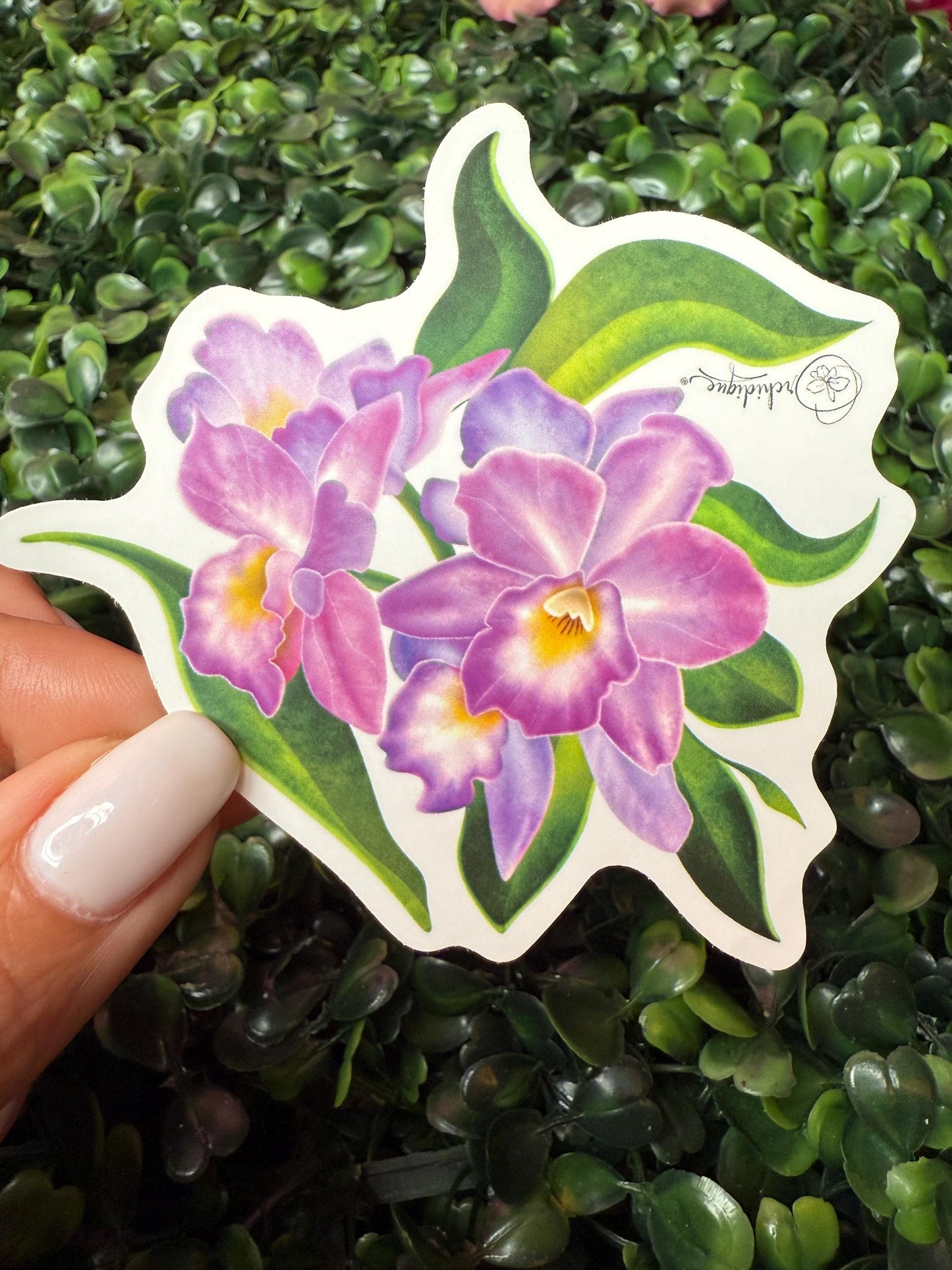 Orchid Sticker • Cattleya Orchid • Floral Sticker • Waterproof • Laptop Decal • Plant Lover Gift